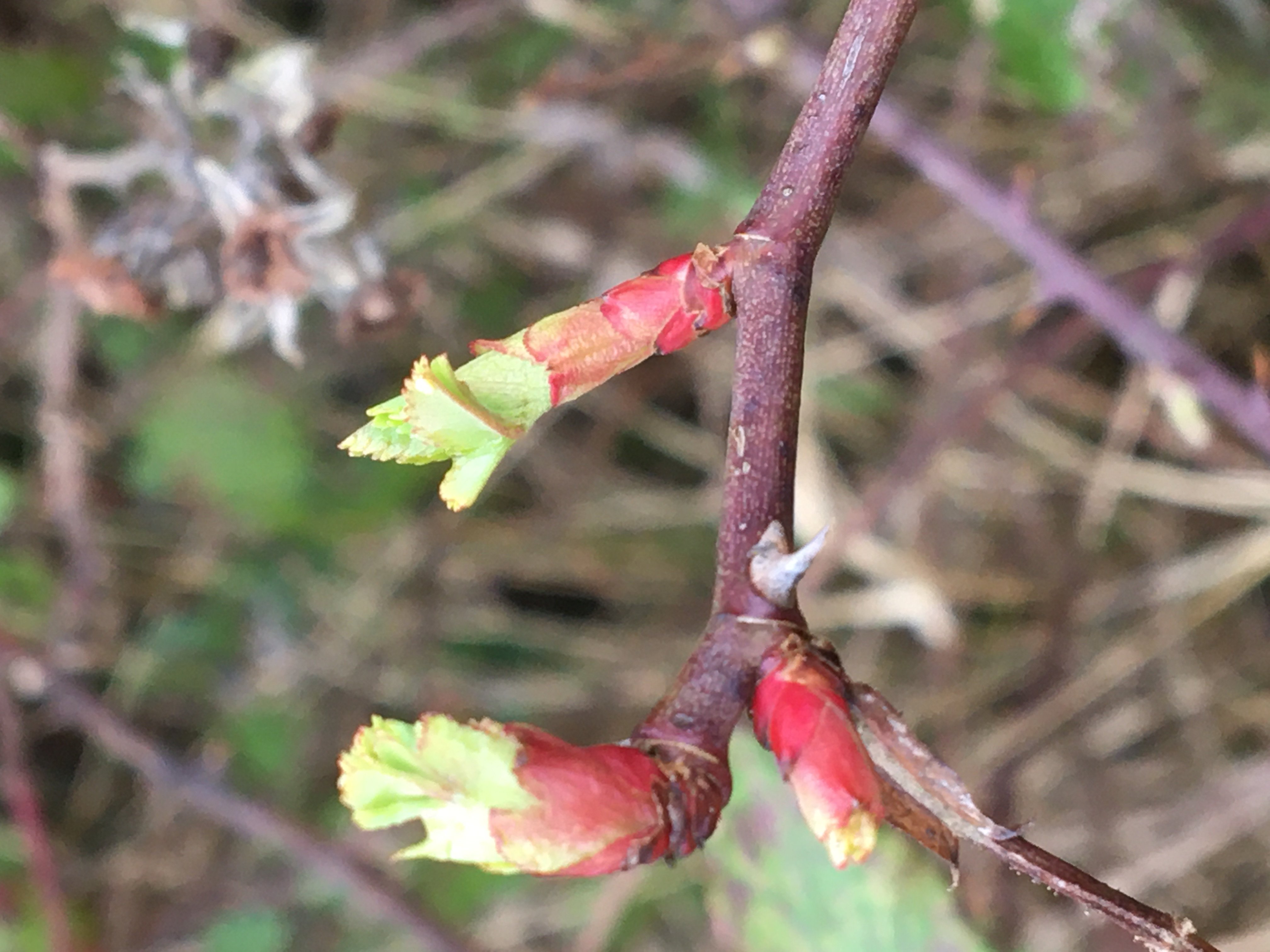 Decouvrez la distillation Bio Knospenmazerat Hagebutte 100% Bio und Handgemacht