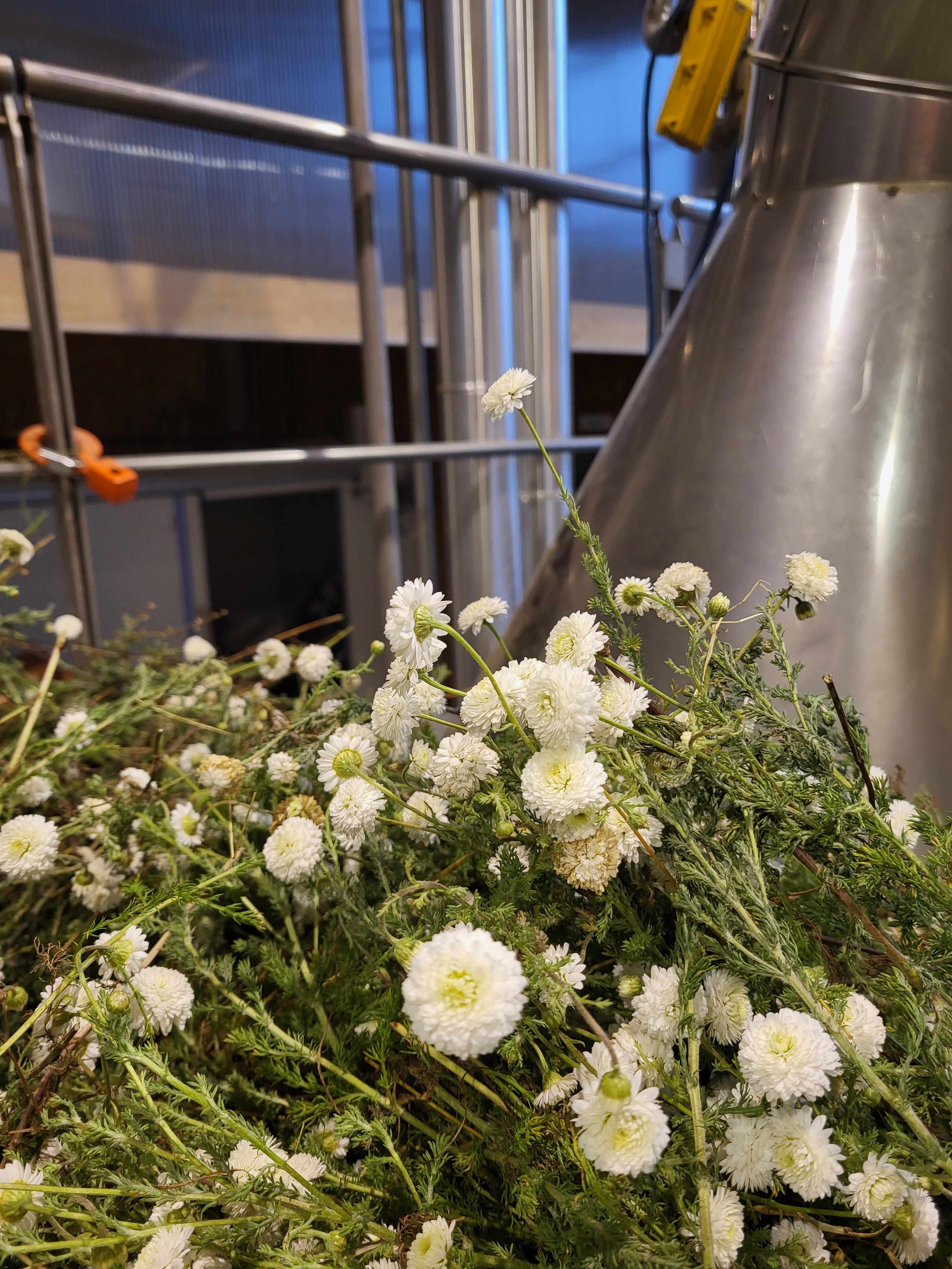 Decouvrez la distillation Aceite esencial de manzanilla romana 100% ecológico y artesanal