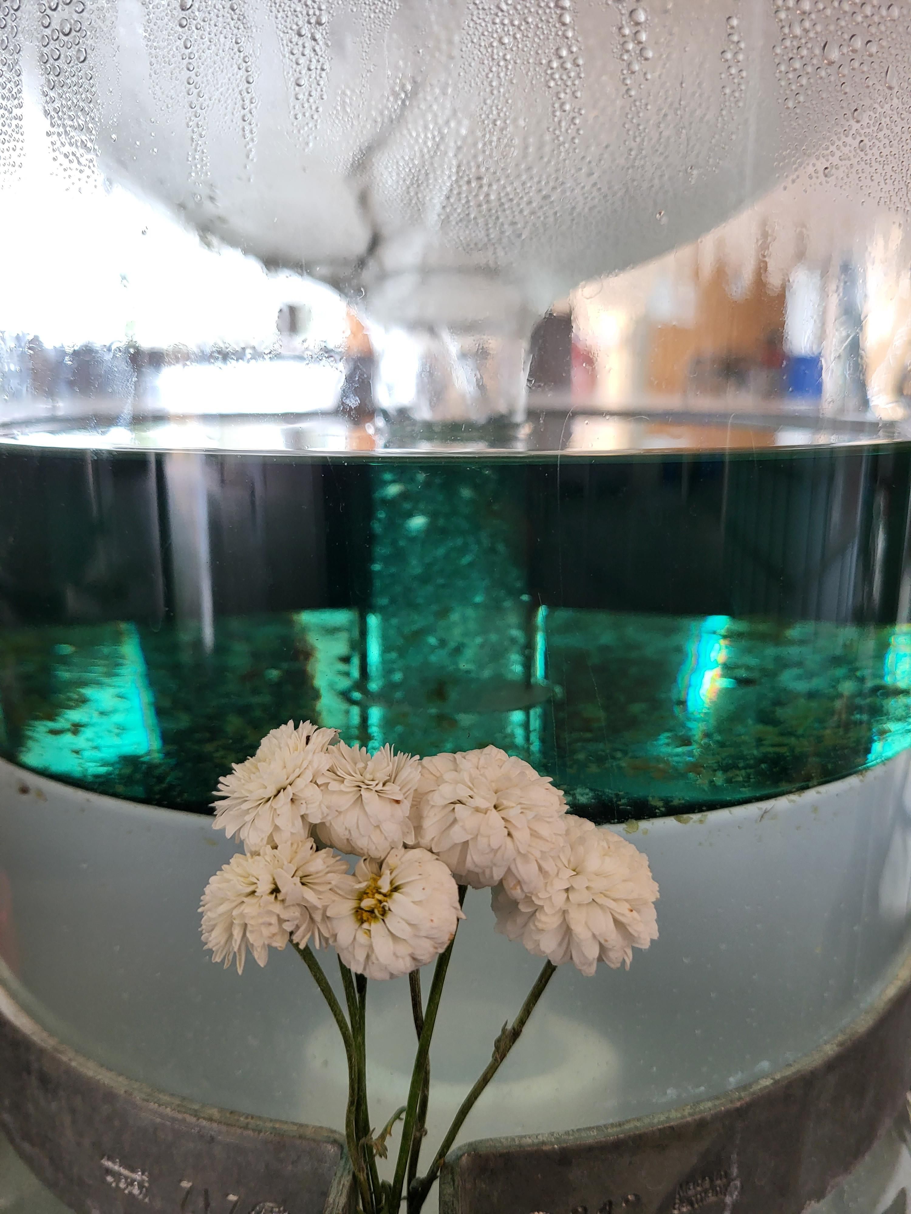 Decouvrez la distillation Aceite esencial de manzanilla romana 100% ecológico y artesanal