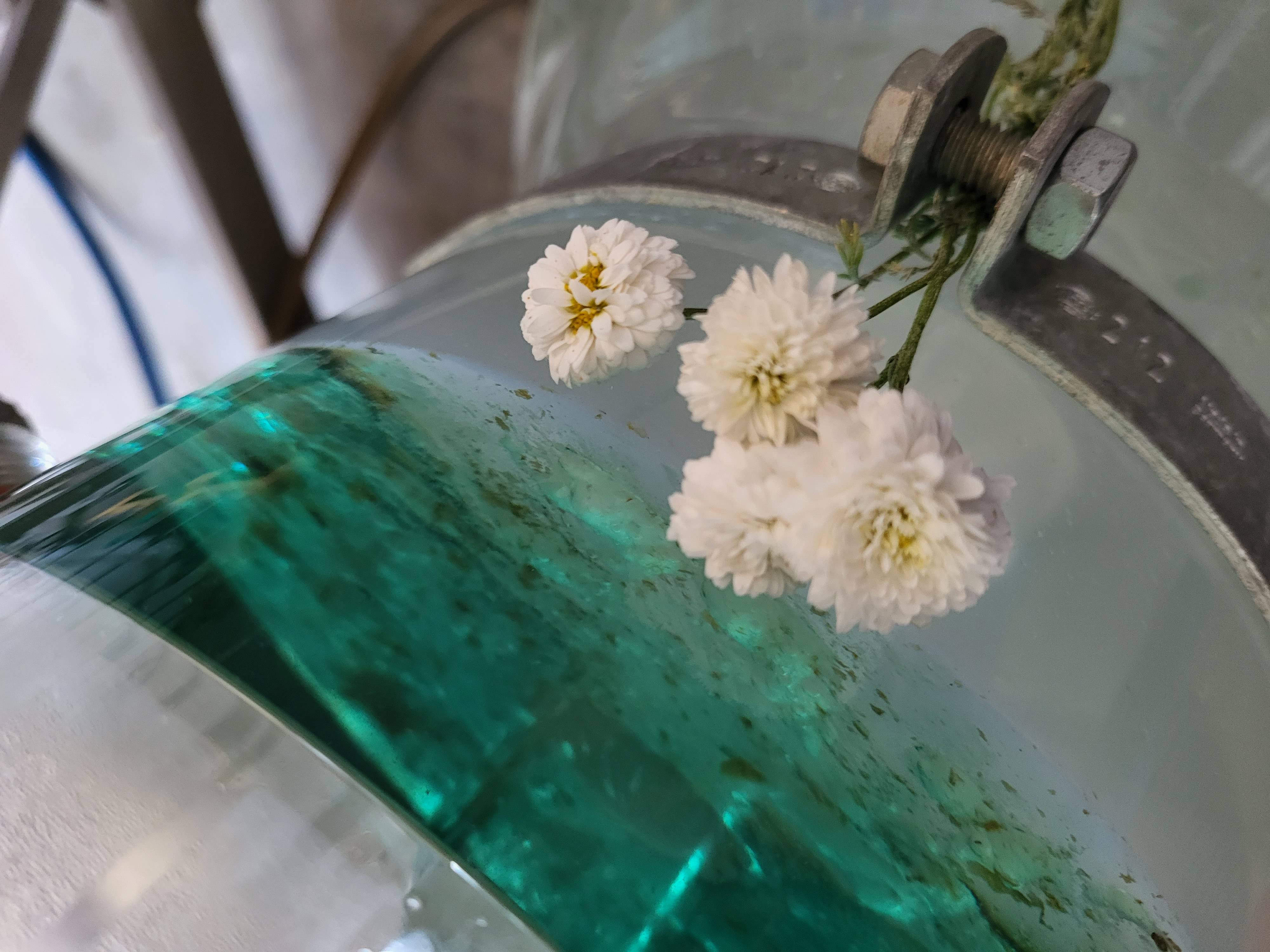 Decouvrez la distillation Aceite esencial de manzanilla romana 100% ecológico y artesanal