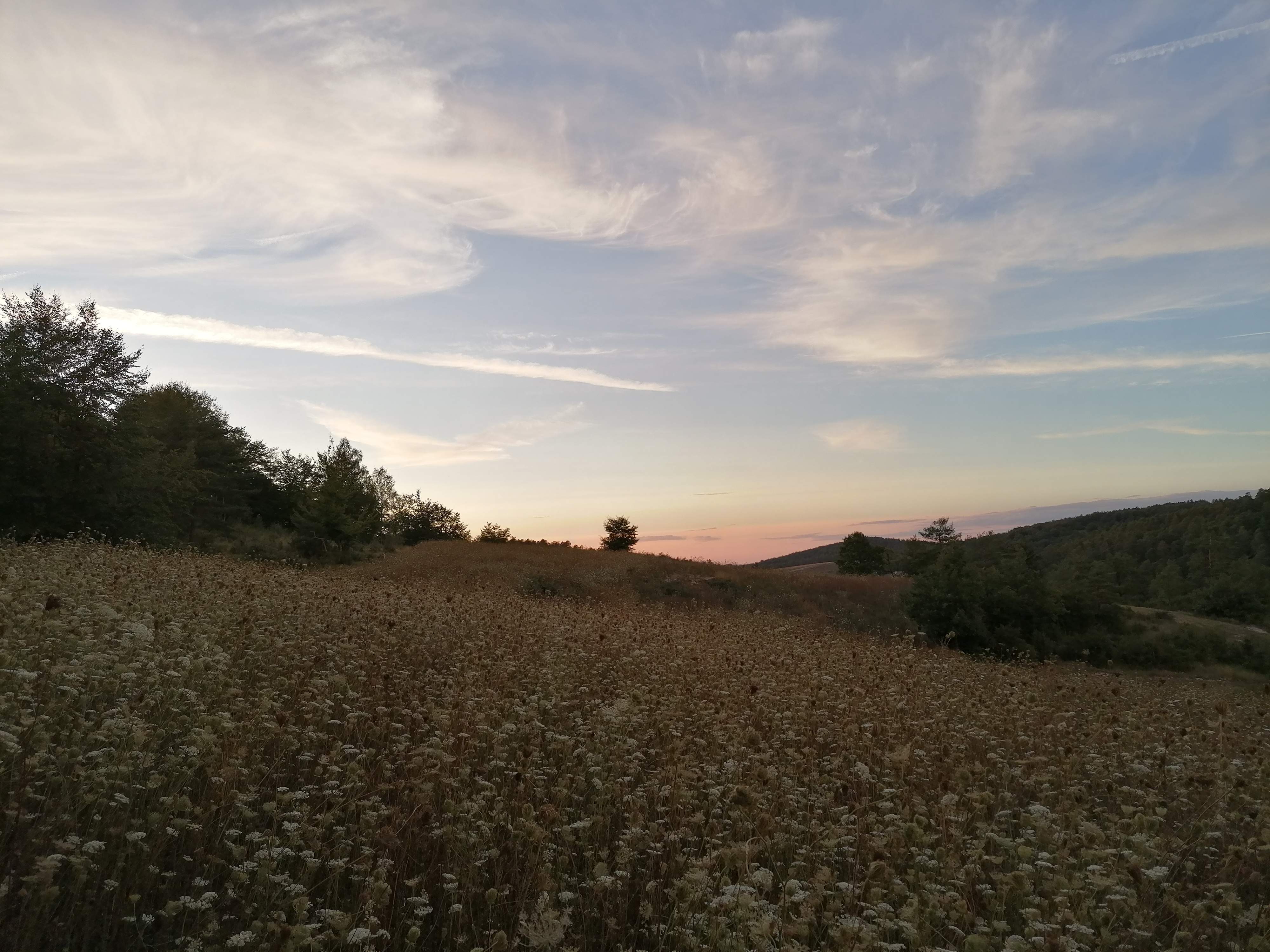 Decouvrez la distillation Idrolato di carota selvatica 100% biologico e artigianale