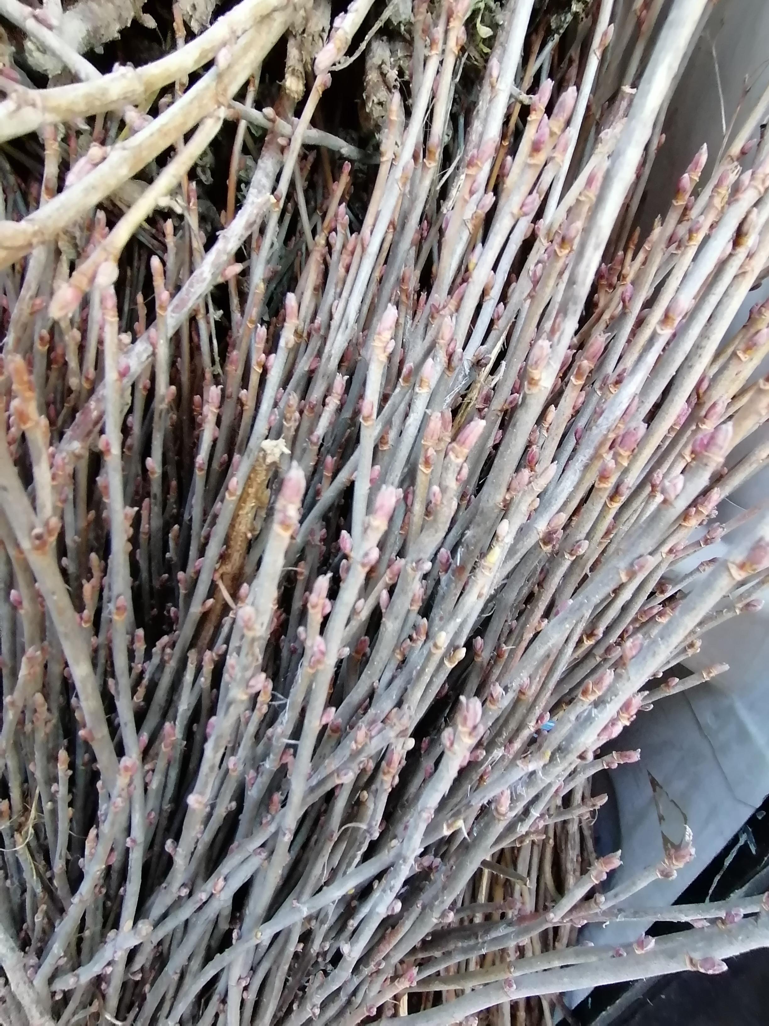 Decouvrez la distillation Idrolato di ribes nero 100% biologico e artigianale dalla Borgogna