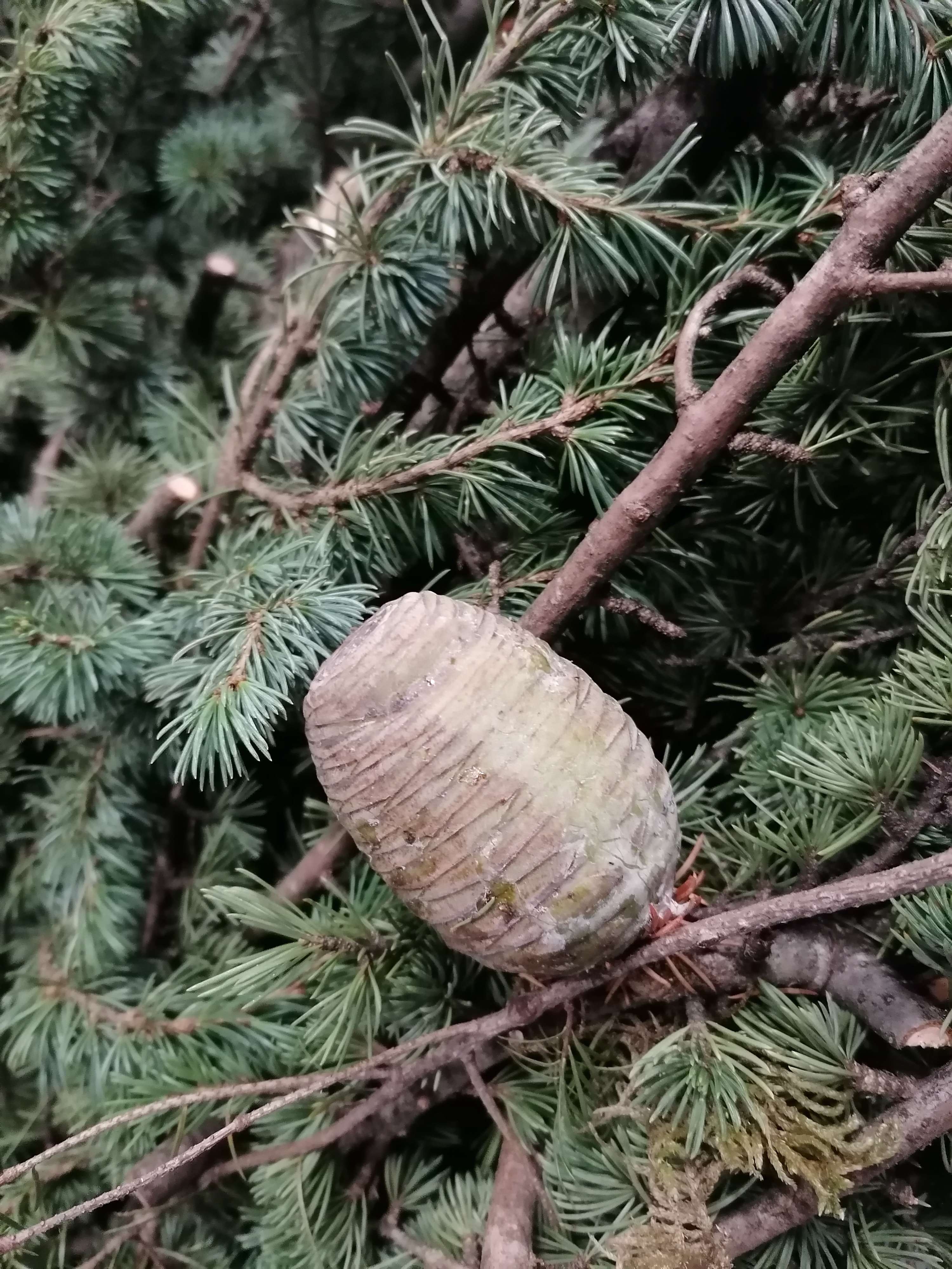 Decouvrez la distillation Atlas Cedar Essential Oil 100% Organic and Handcrafted