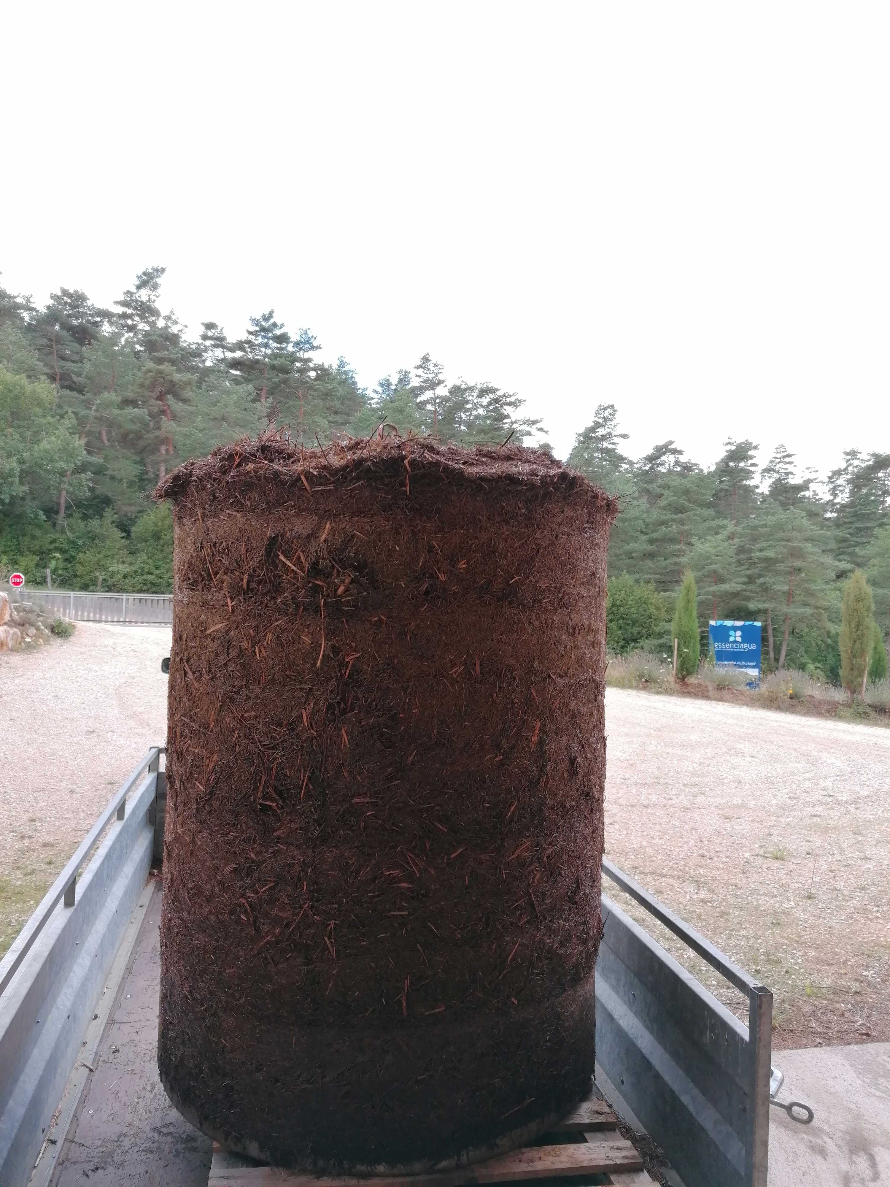 Decouvrez la distillation Atlas Cedar Essential Oil 100% Organic and Handcrafted