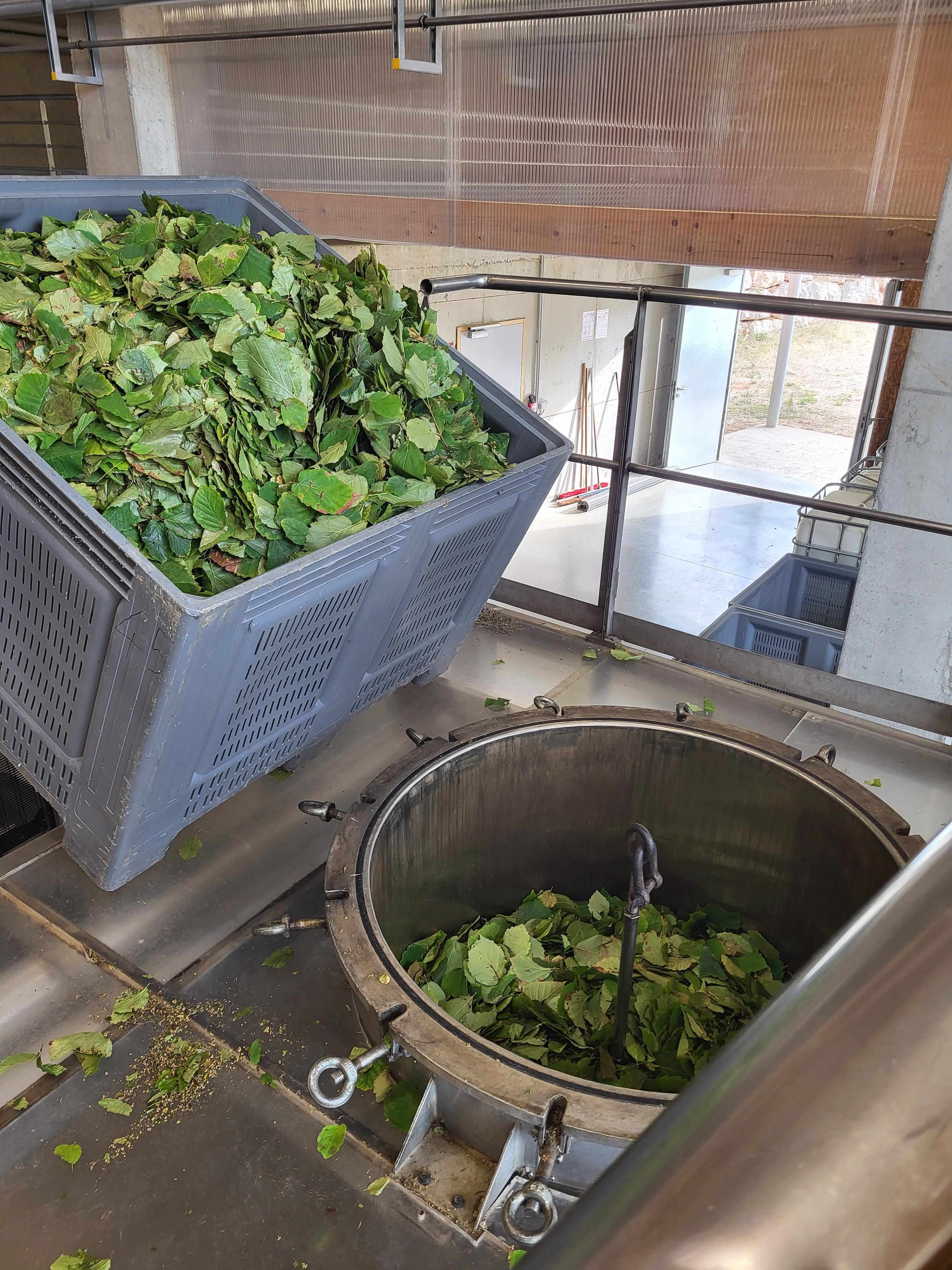 Decouvrez la distillation Idrolato di Hamamelis 100% biologico e artigianale