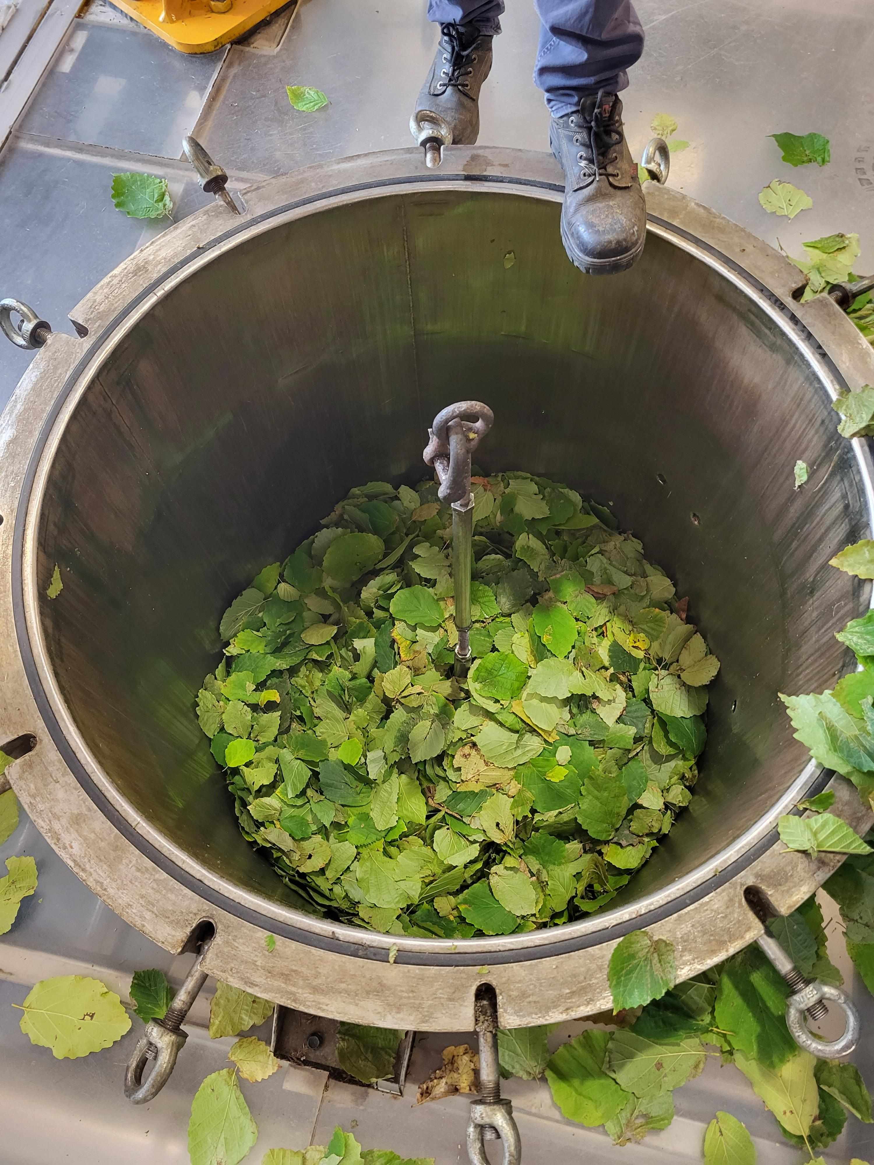 Decouvrez la distillation Idrolato di Hamamelis 100% biologico e artigianale