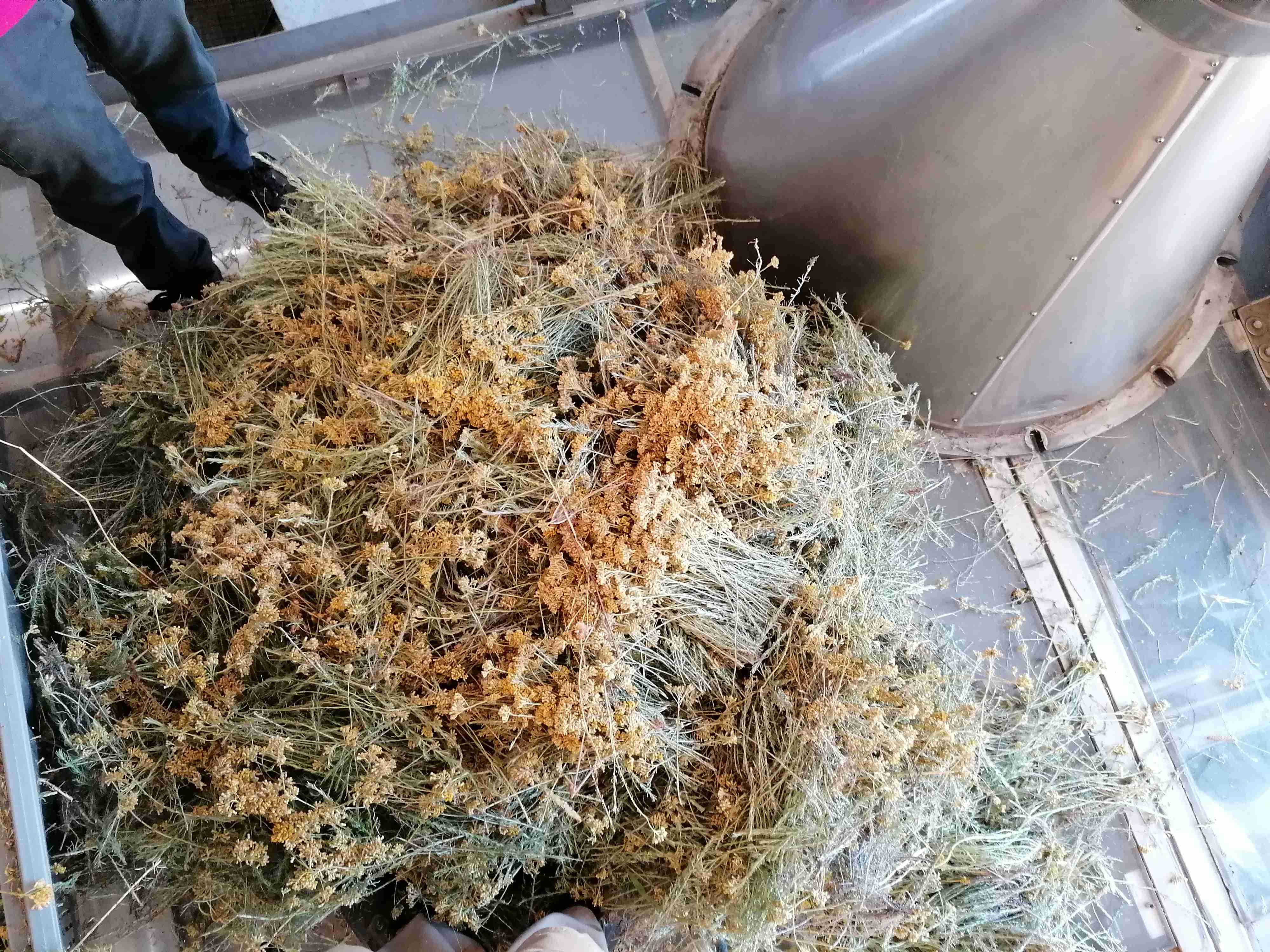 Decouvrez la distillation Huile Essentielle d'Hélichryse Italienne 100% Bio et Artisanal