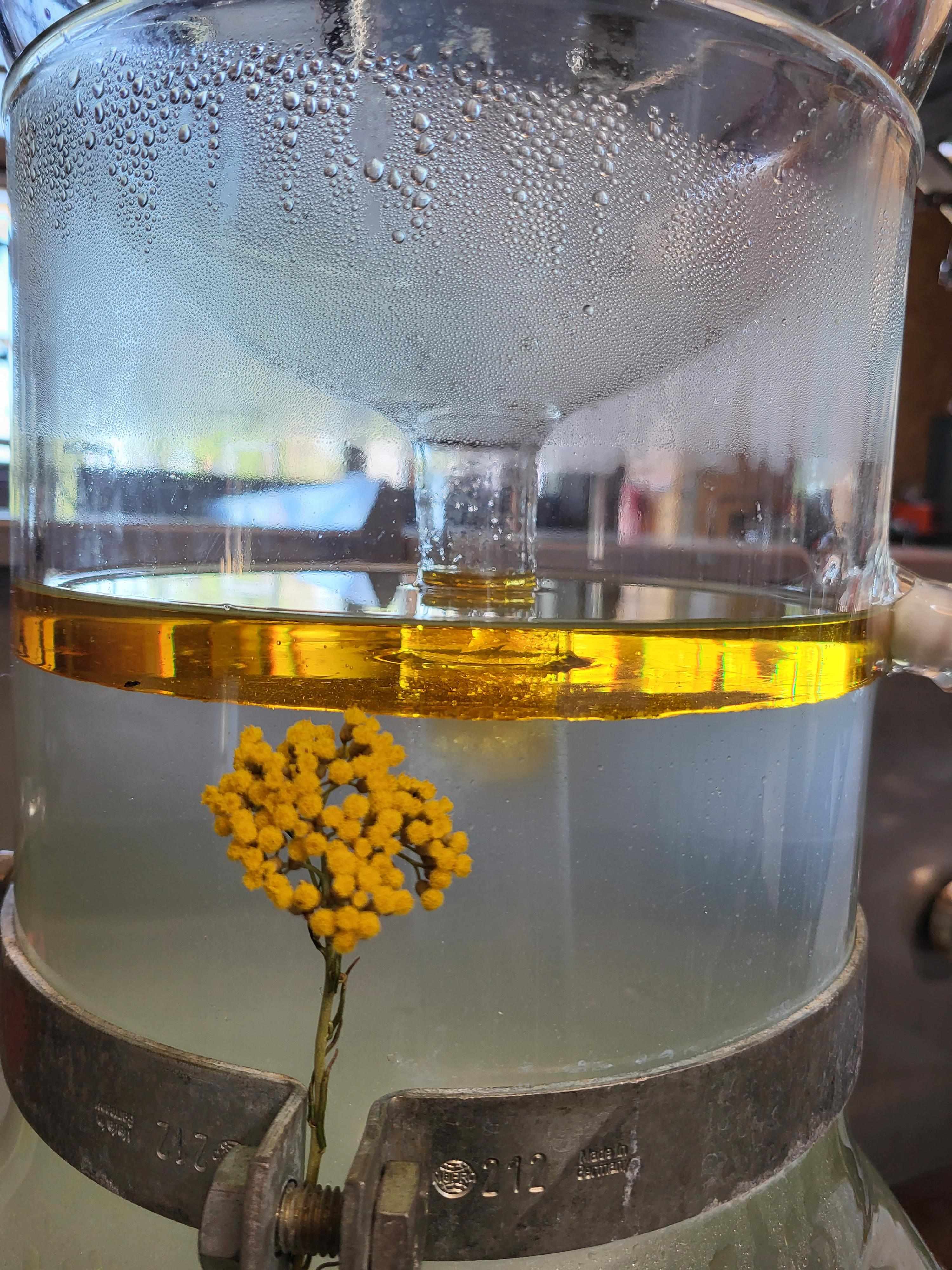 Decouvrez la distillation Huile Essentielle d'Hélichryse Italienne 100% Bio et Artisanal