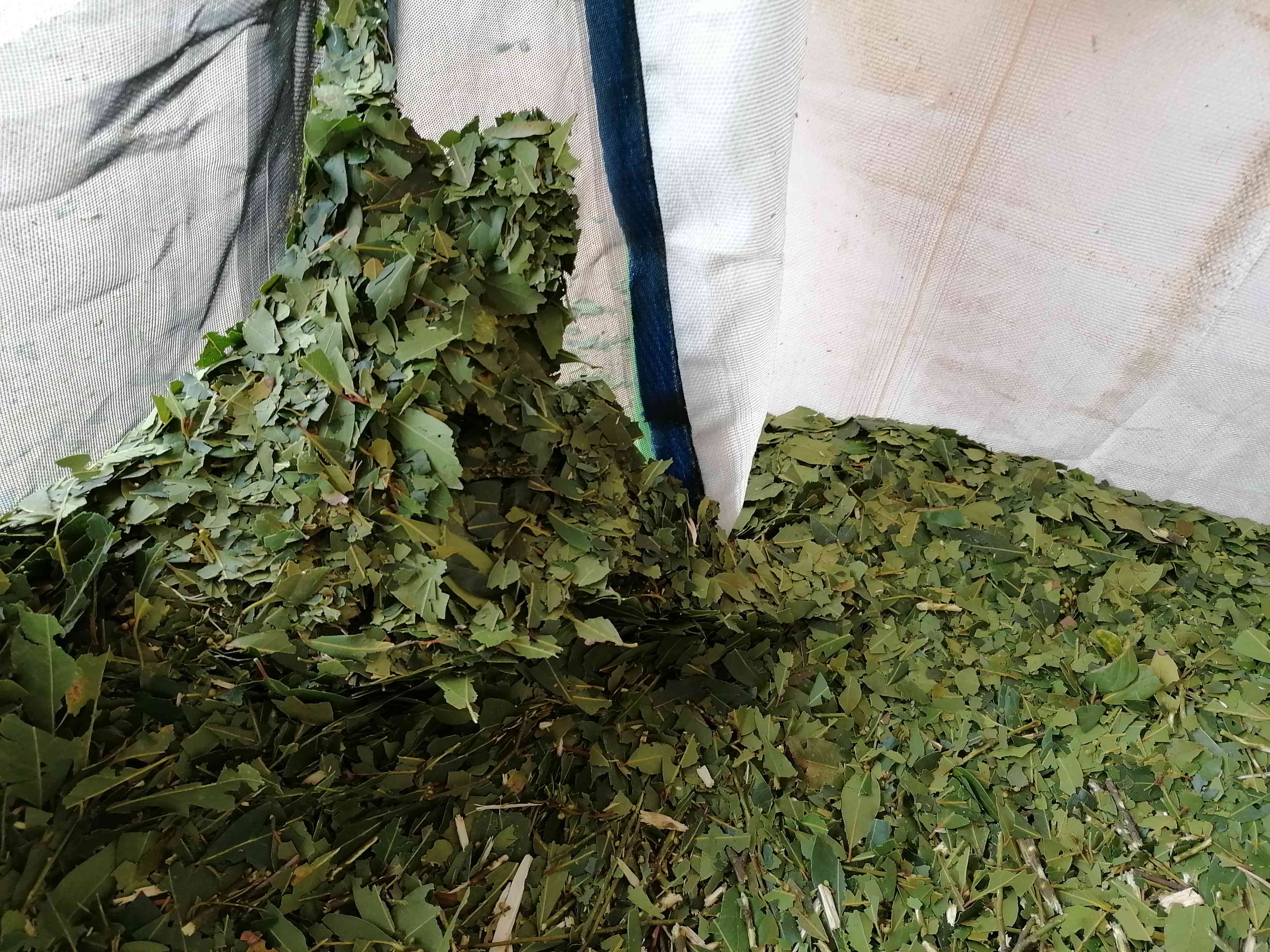 Decouvrez la distillation Laurel Essential Oil 100% Organic and Handcrafted