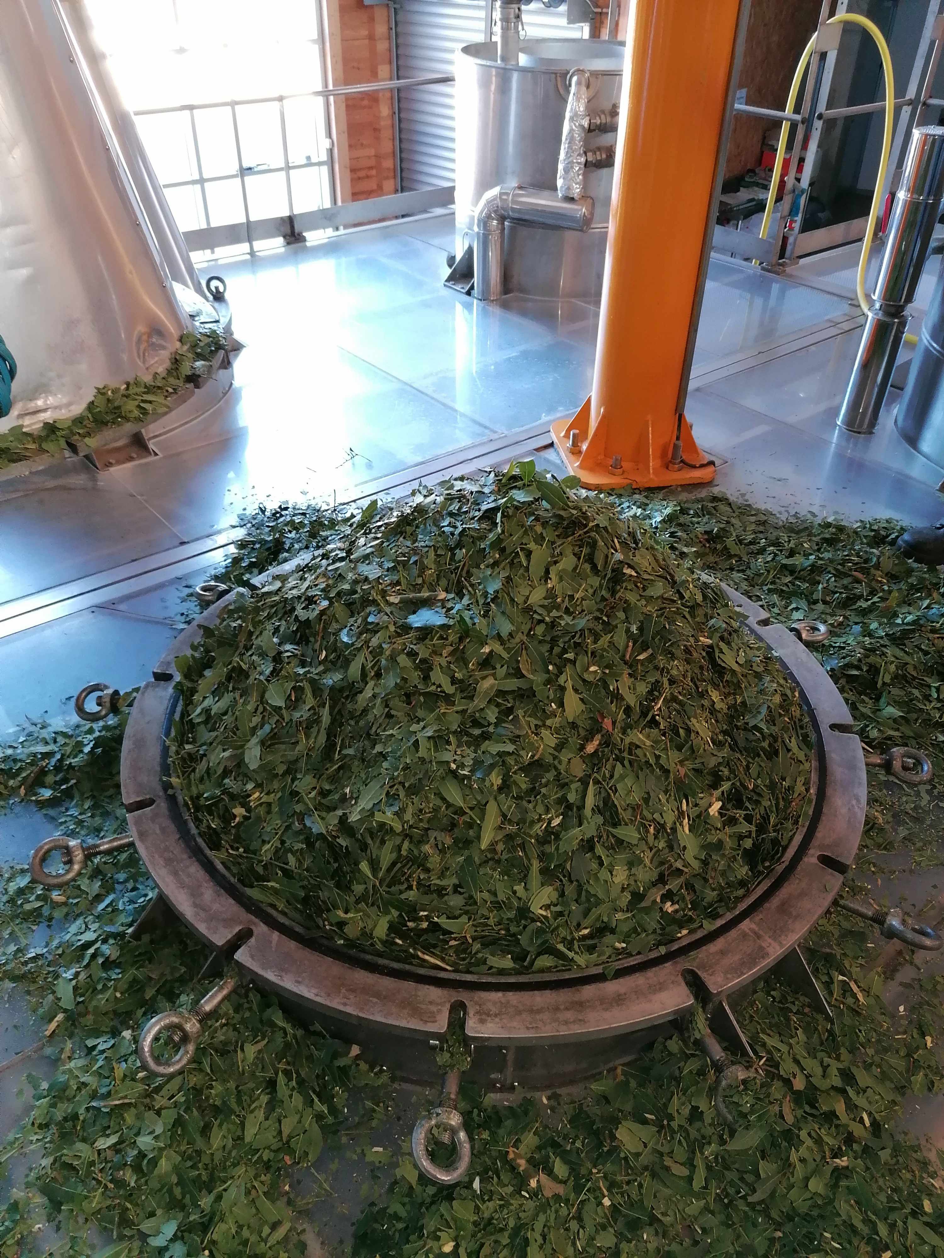 Decouvrez la distillation Laurel Essential Oil 100% Organic and Handcrafted