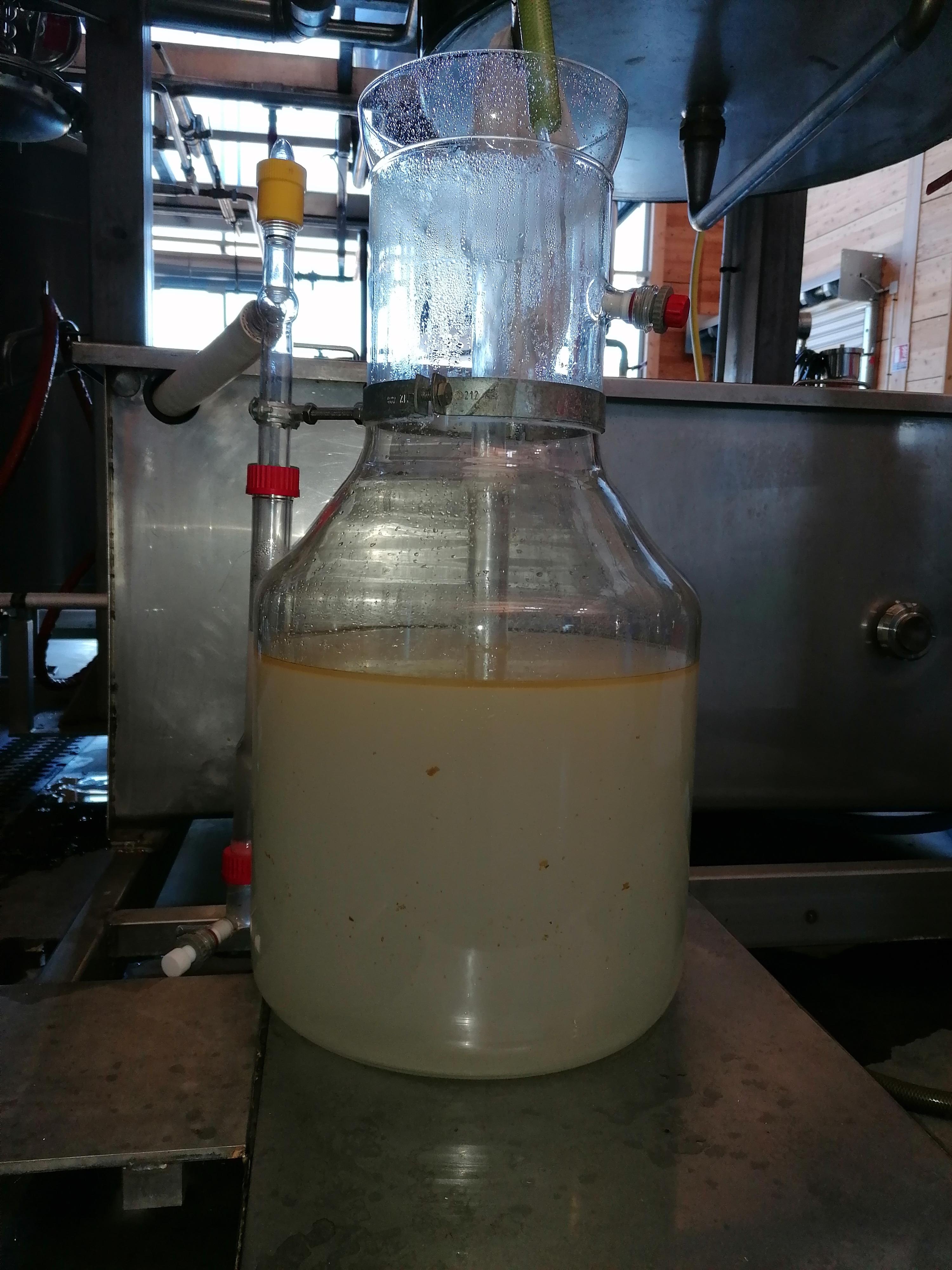 Decouvrez la distillation Laurel Essential Oil 100% Organic and Handcrafted