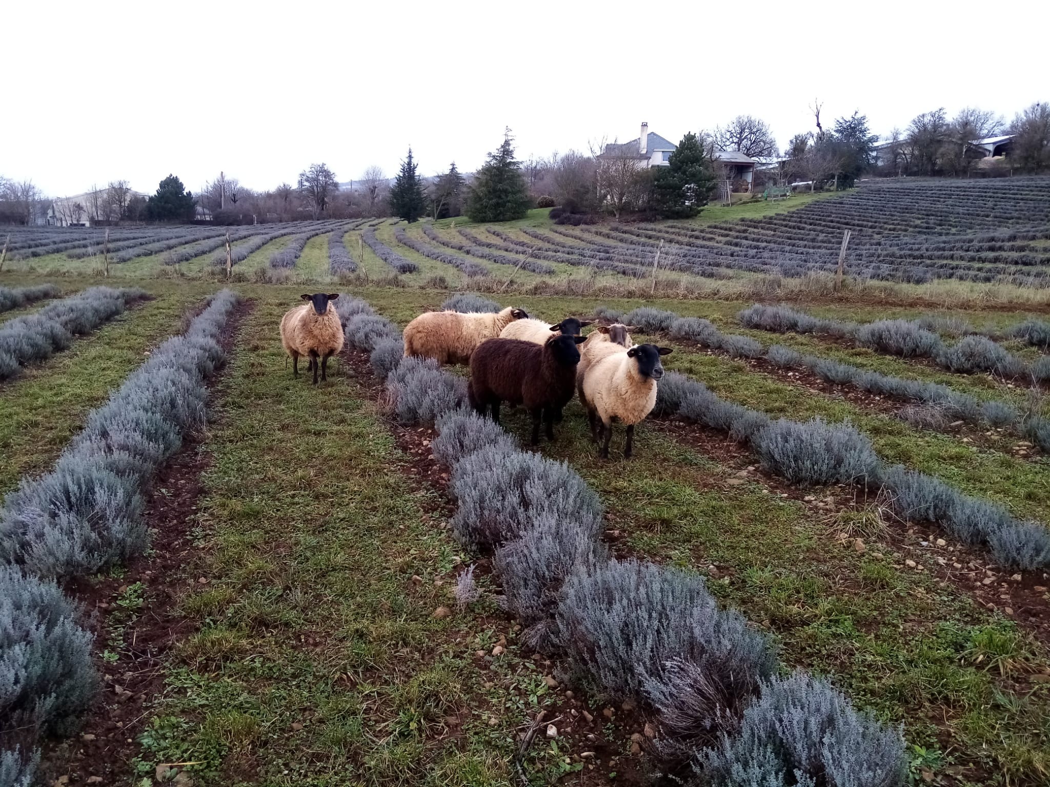 Decouvrez la distillation Huile Essentielle de Lavandin abrial 100% Bio et Artisanal