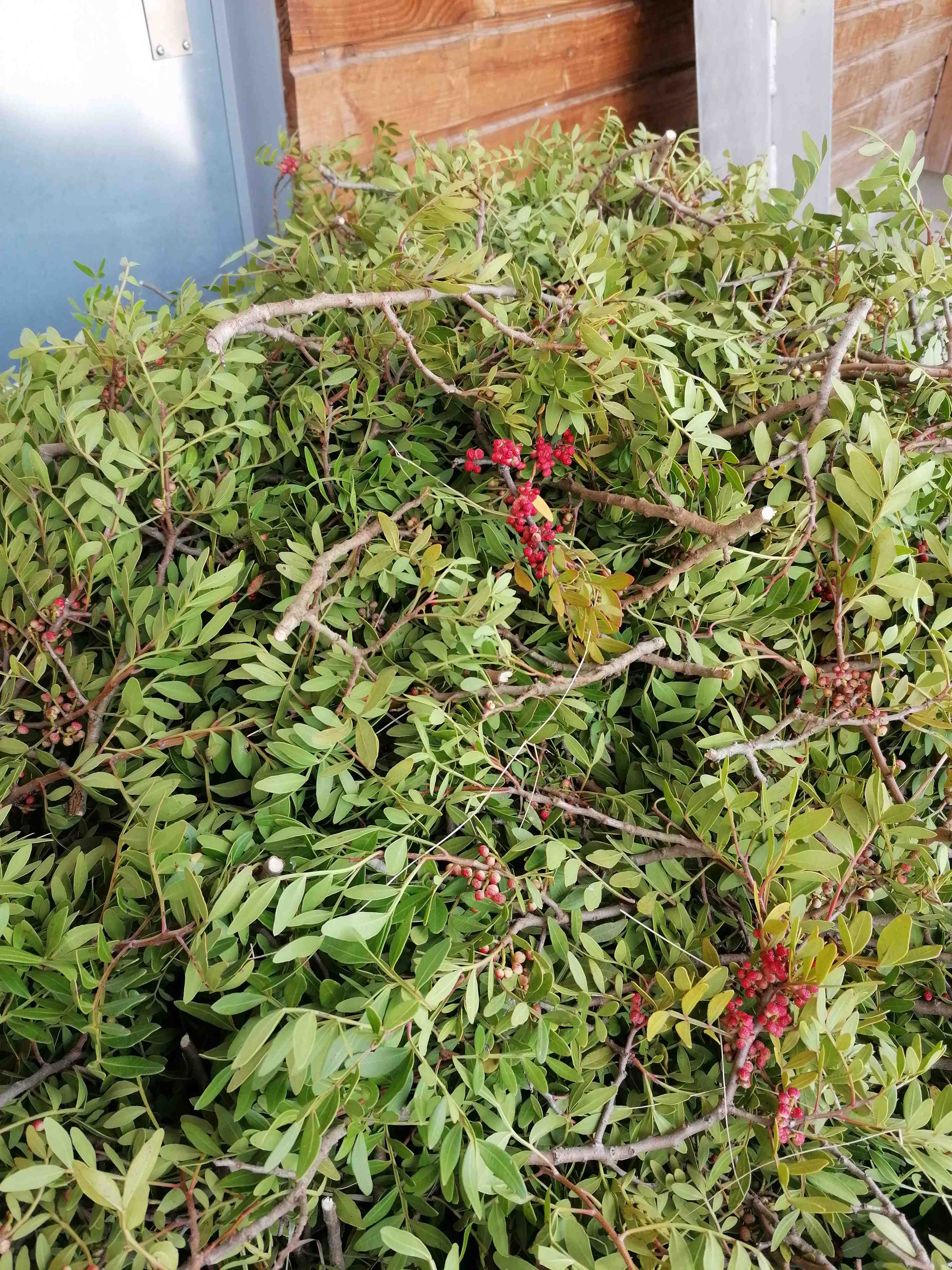 Decouvrez la distillation Hidrolato de Lentisco de Pistacho 100% Ecológico y Artesanal