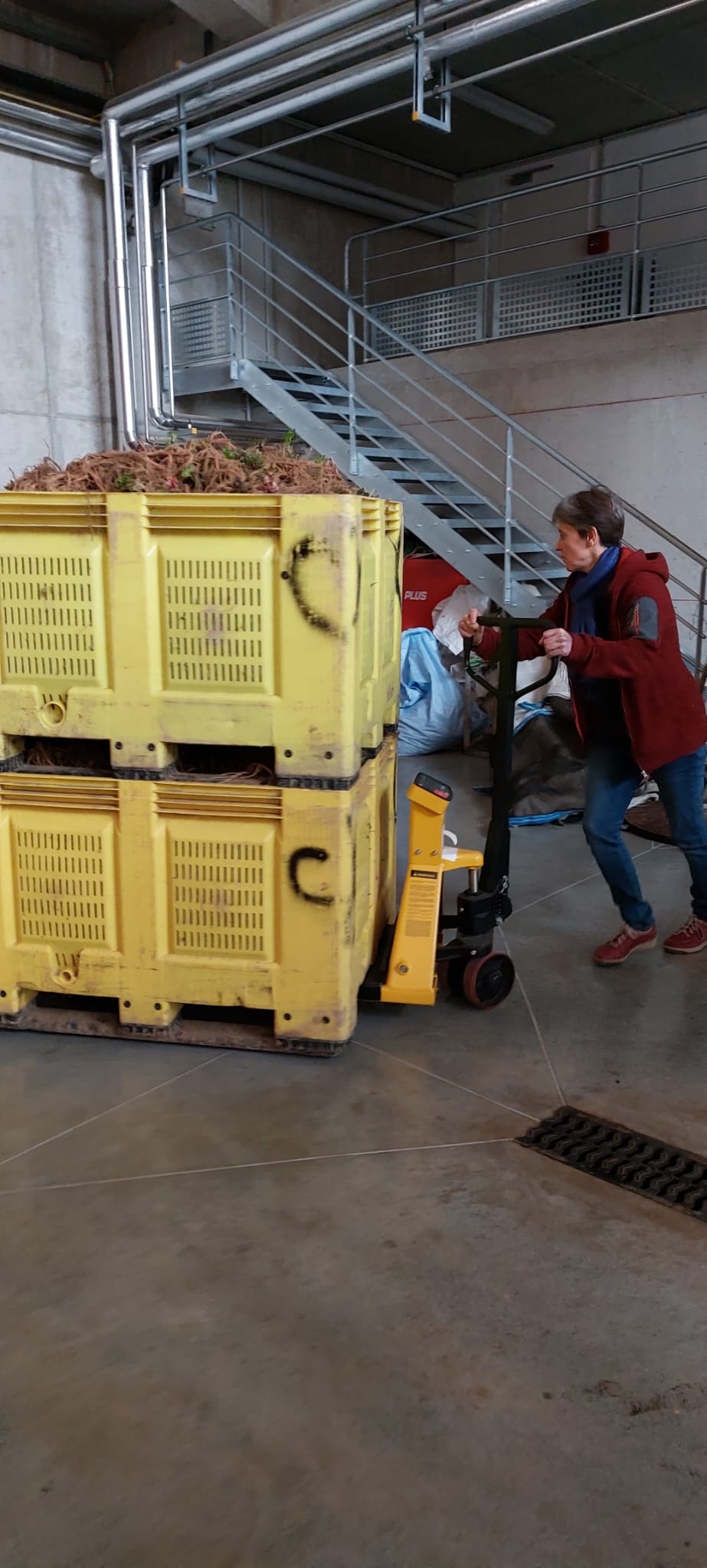 Decouvrez la distillation Idrolato di levistico (radice) 100% biologico e artigianale