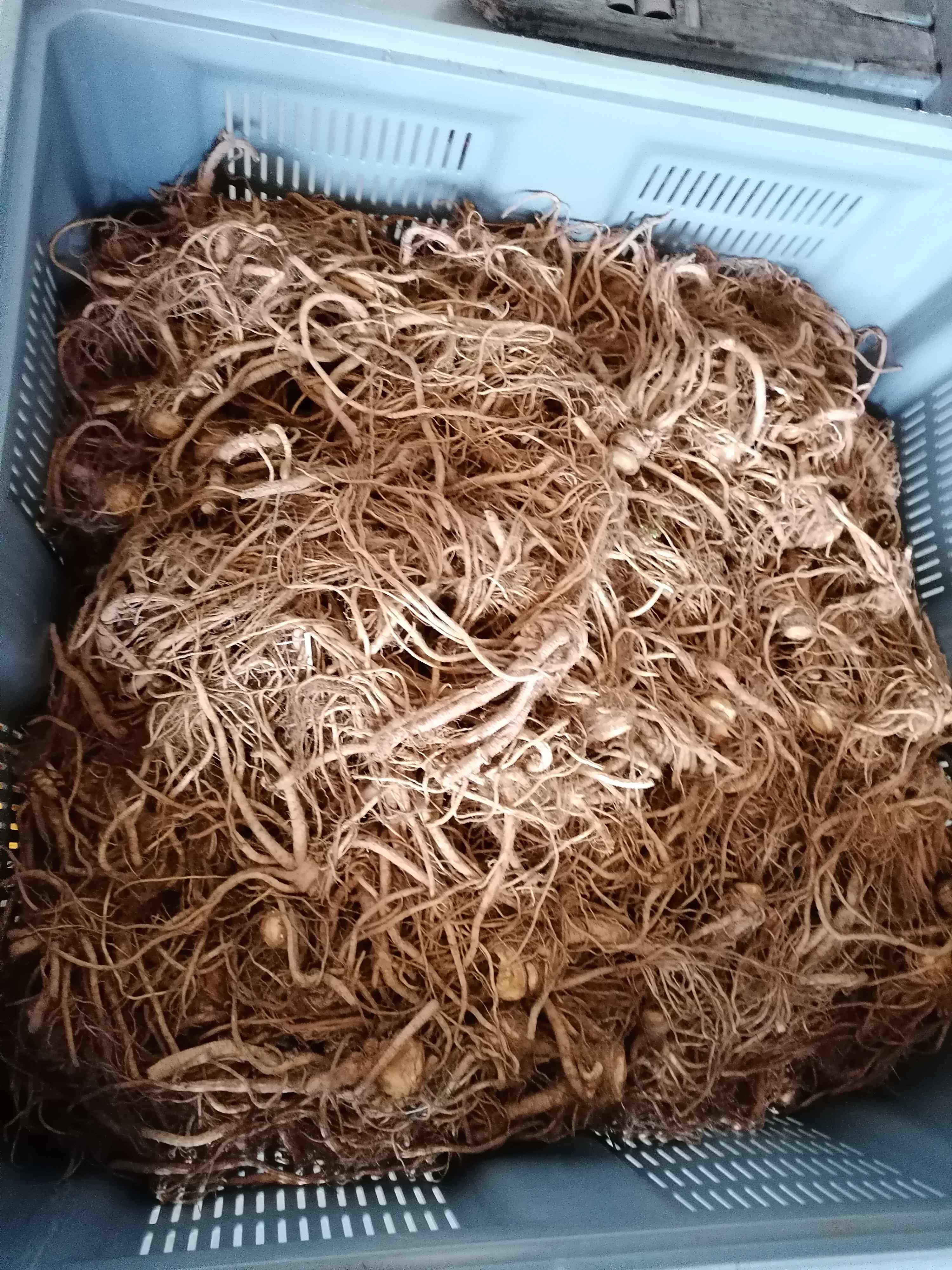 Decouvrez la distillation Idrolato di levistico (radice) 100% biologico e artigianale