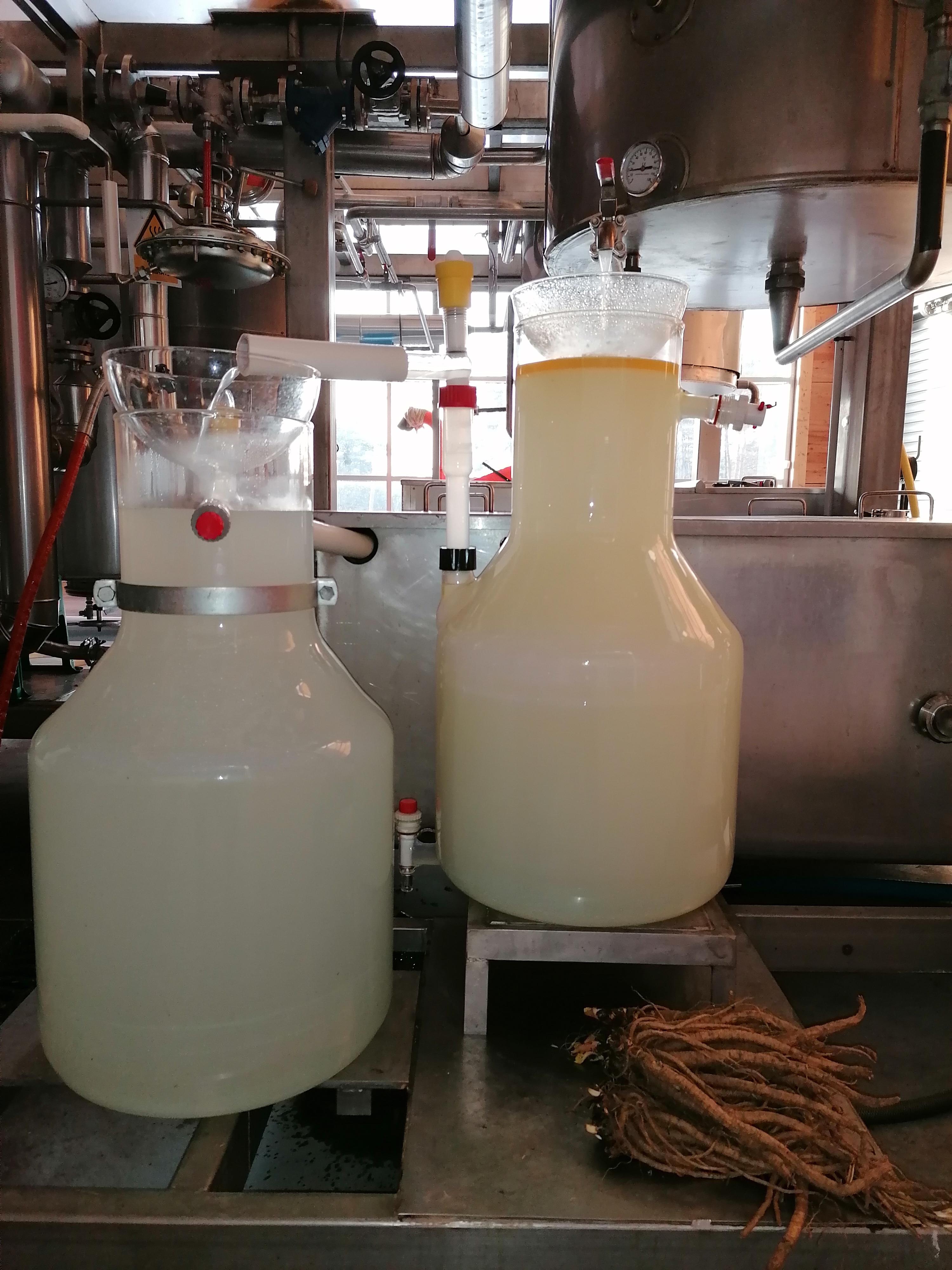 Decouvrez la distillation Idrolato di levistico (radice) 100% biologico e artigianale