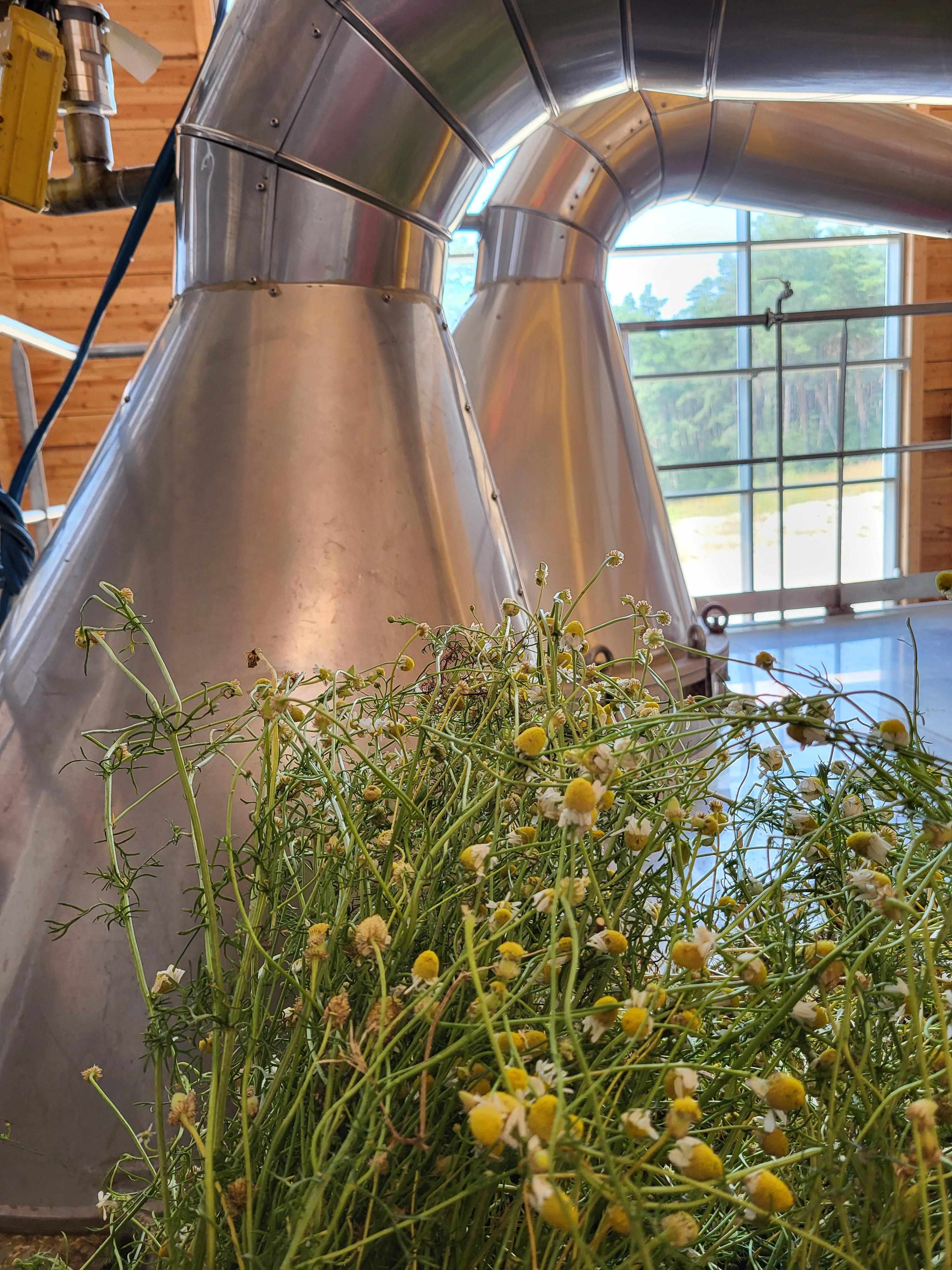 Decouvrez la distillation Huile Essentielle de Camomille Matricaire 100% Bio et Artisanal