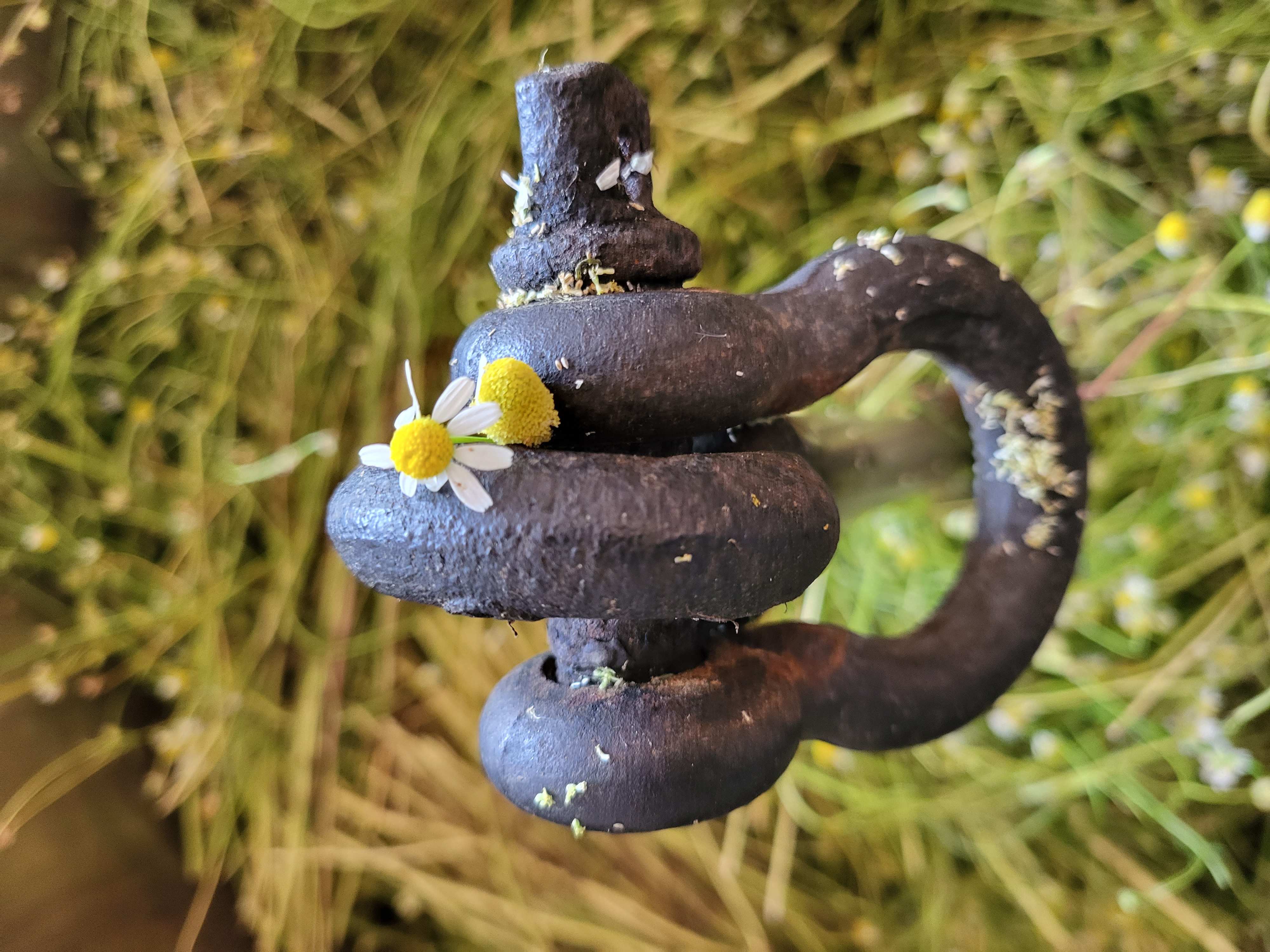 Decouvrez la distillation Huile Essentielle de Camomille Matricaire 100% Bio et Artisanal