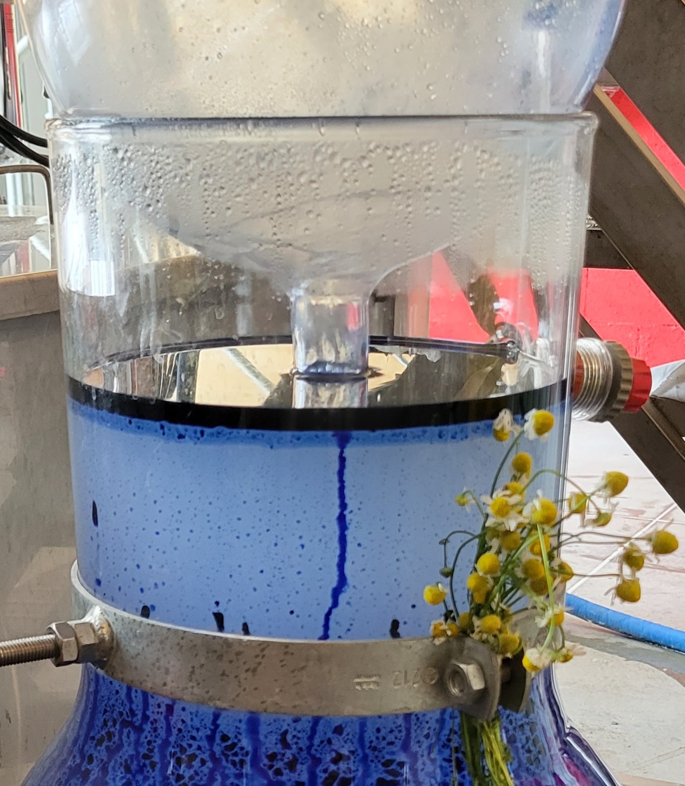 Decouvrez la distillation Huile Essentielle de Camomille Matricaire 100% Bio et Artisanal