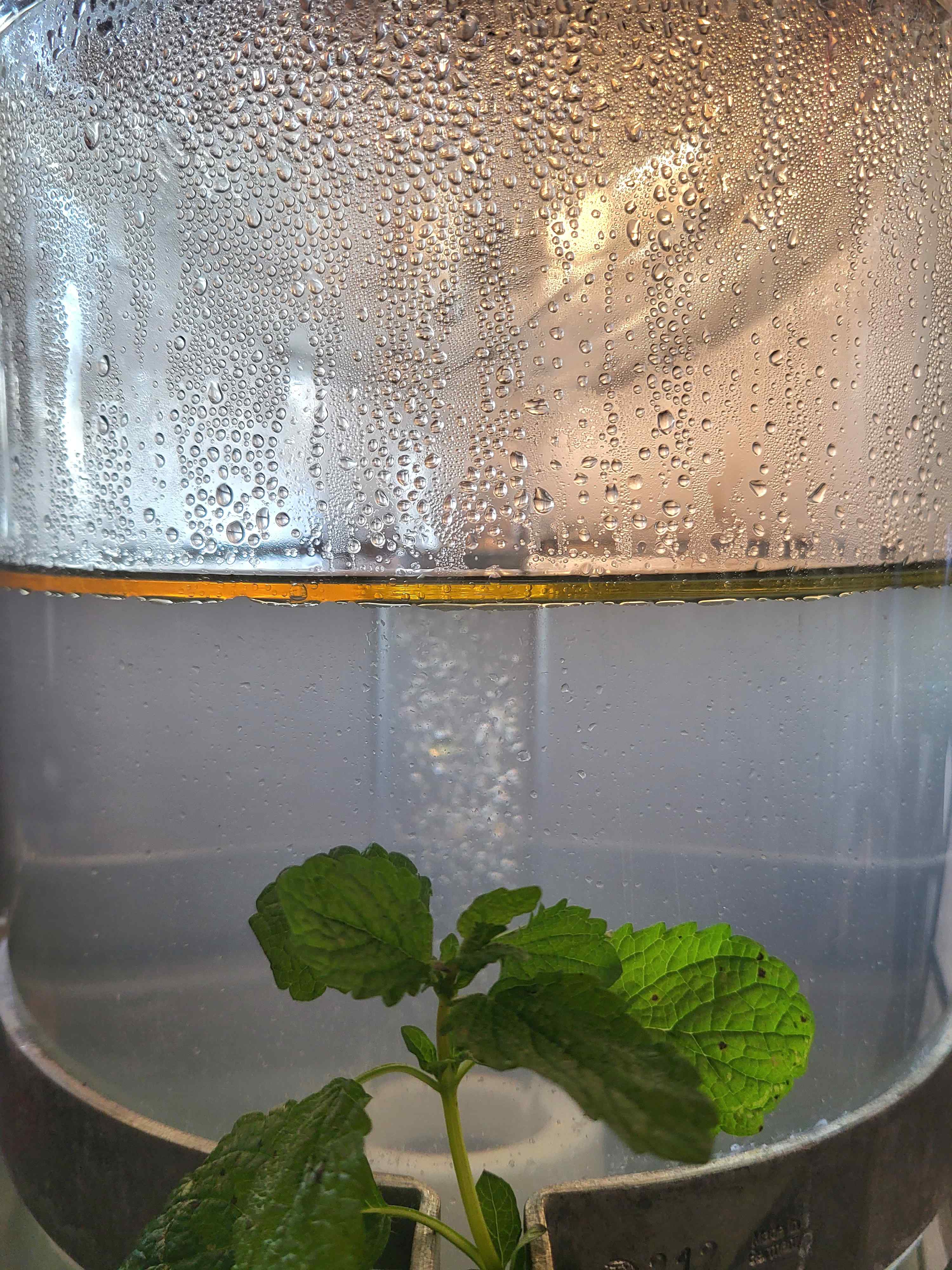 Decouvrez la distillation Hydrolat de Mélisse 100% Bio et Artisanal