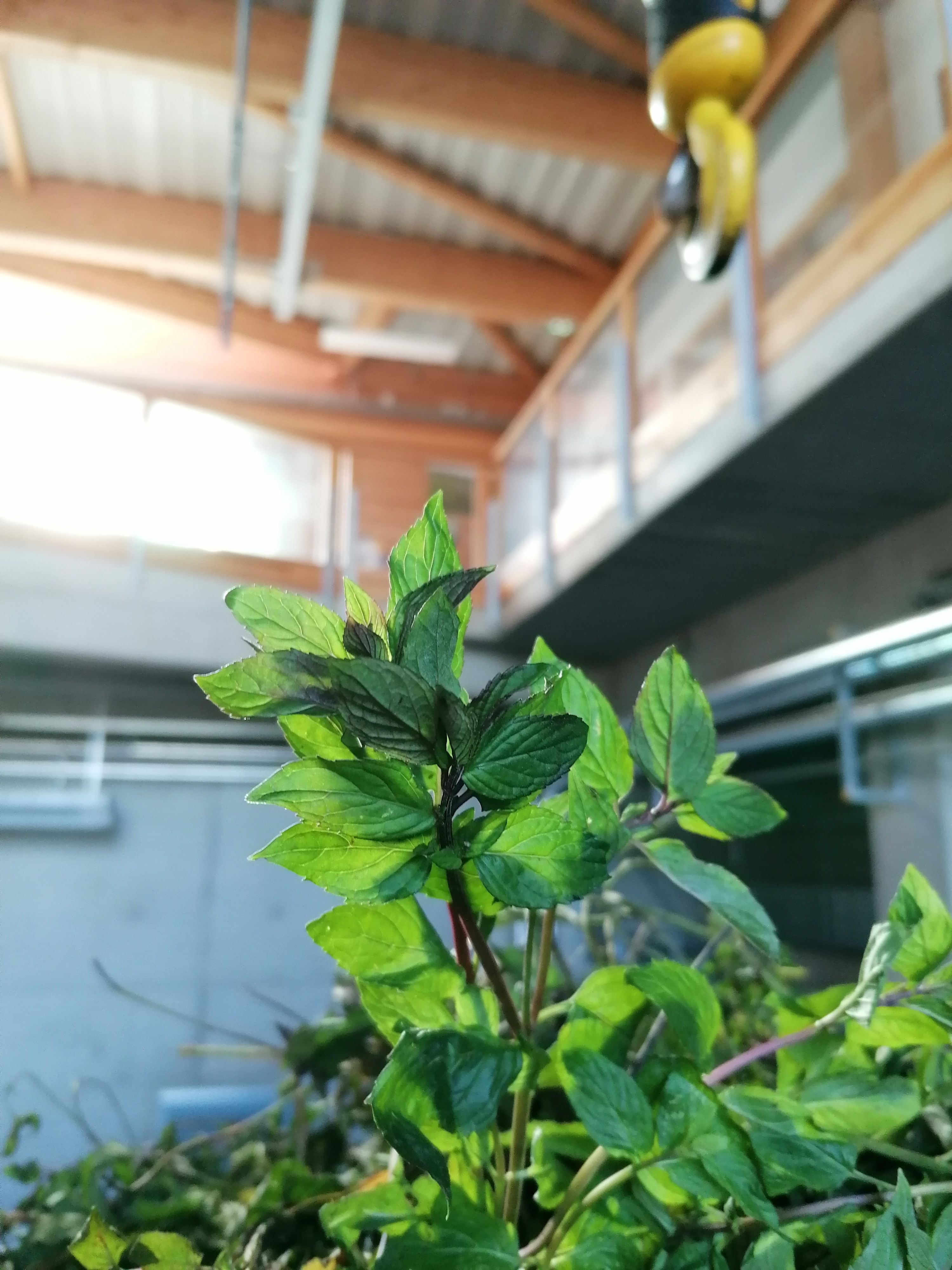 Decouvrez la distillation Peppermint Essential Oil 100% Organic and Handcrafted