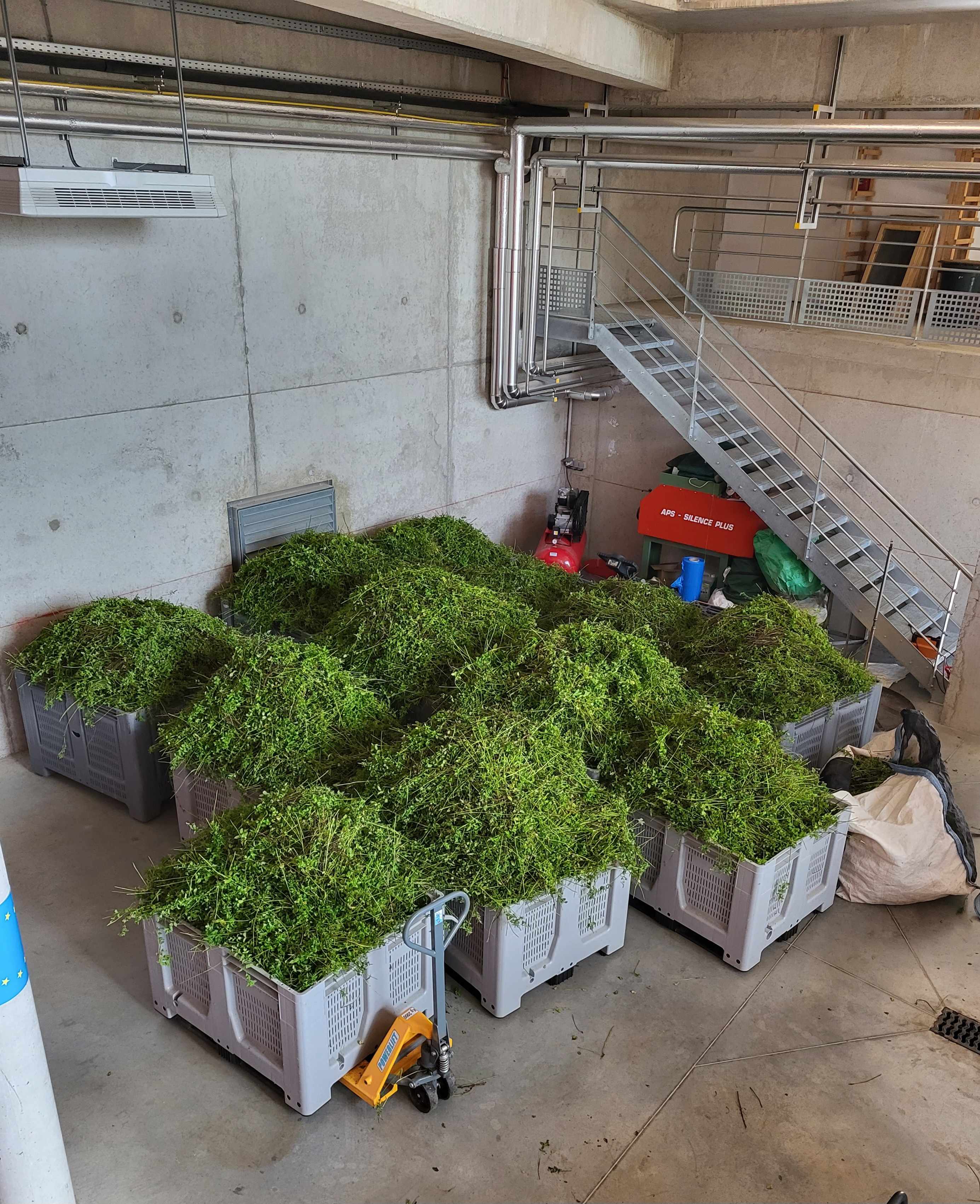 Decouvrez la distillation Idrolato alla menta speziata 100% biologico e artigianale