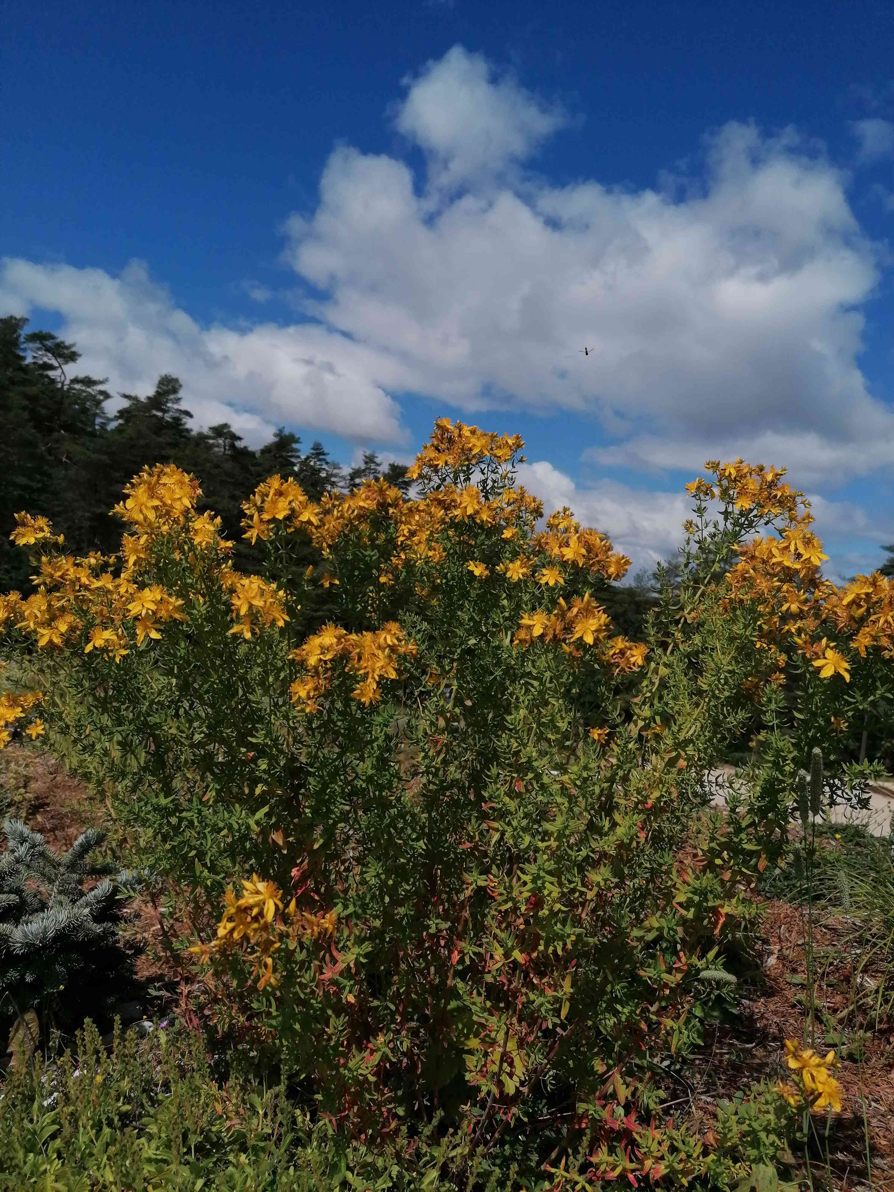 Decouvrez la distillation Hidrolato de Hierba de San Juan 100% orgánico y artesanal