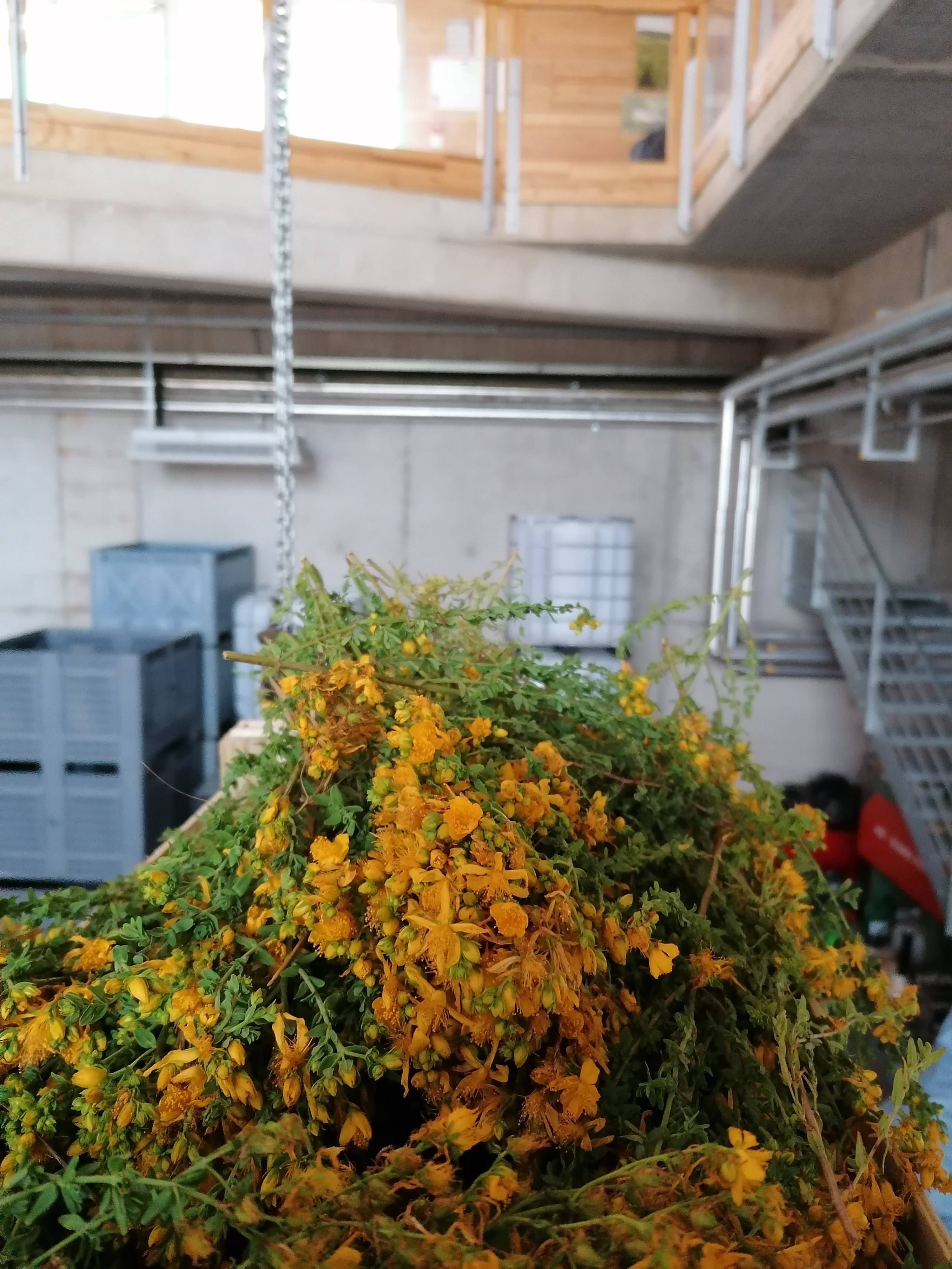 Decouvrez la distillation Hidrolato de Hierba de San Juan 100% orgánico y artesanal