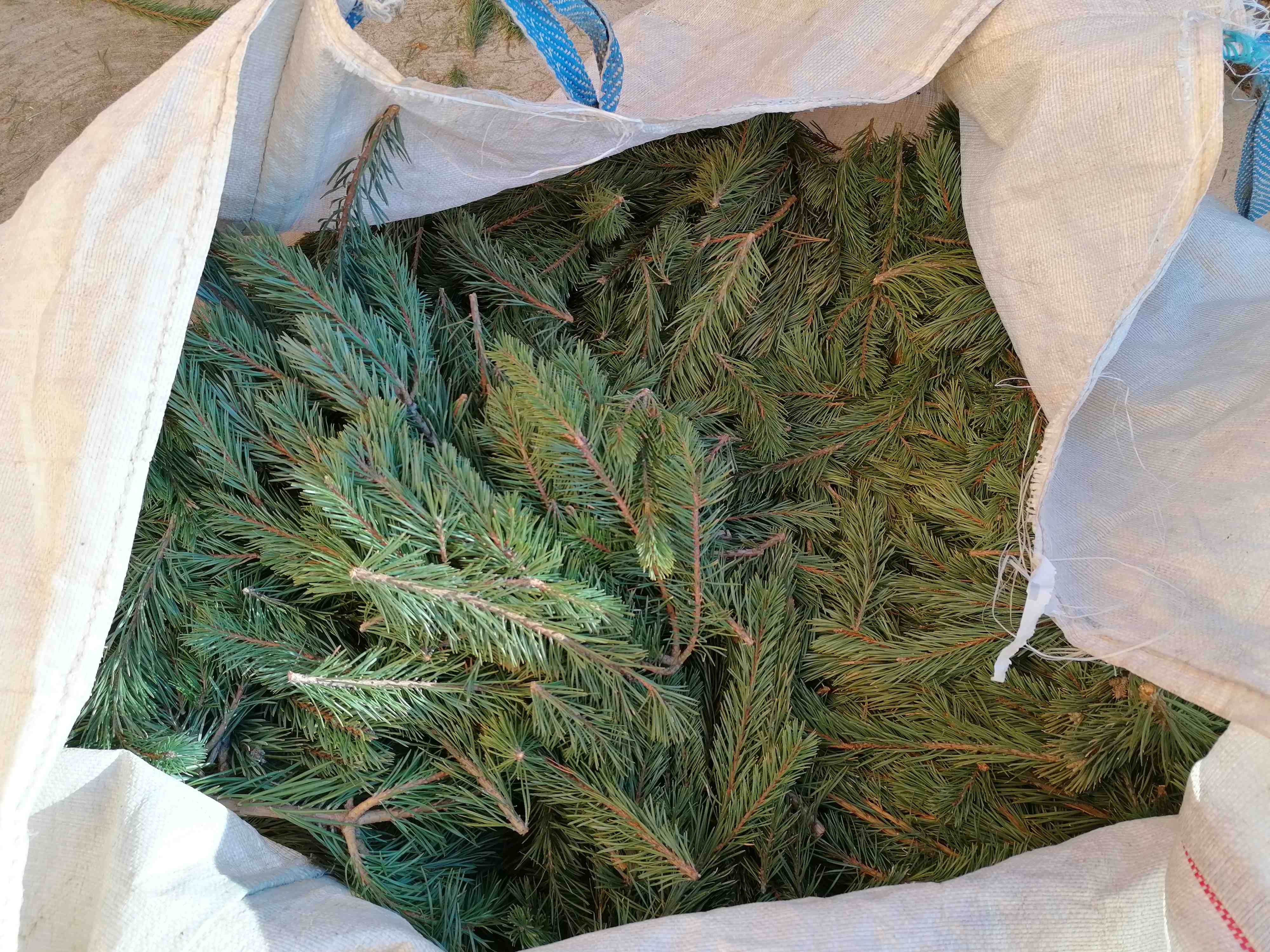 Decouvrez la distillation Huile Essentielle de Pin sylvestre 100% Bio et Artisanal