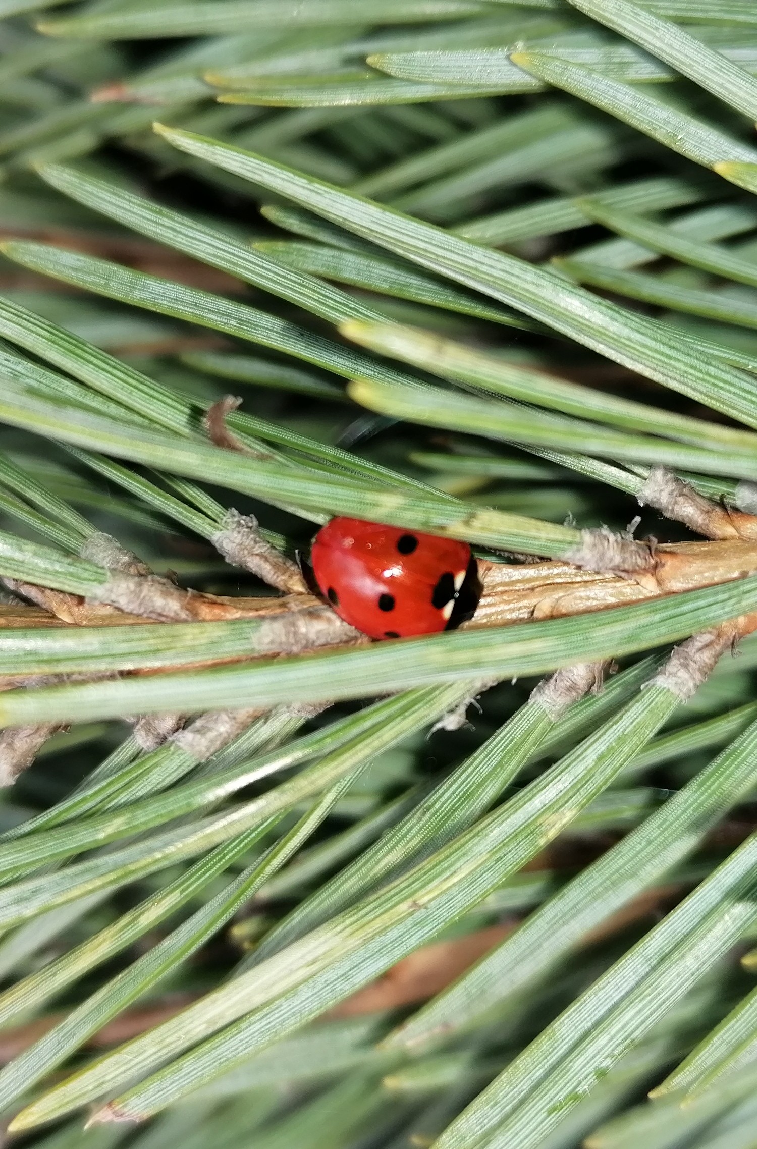 Decouvrez la distillation Huile Essentielle de Pin sylvestre 100% Bio et Artisanal