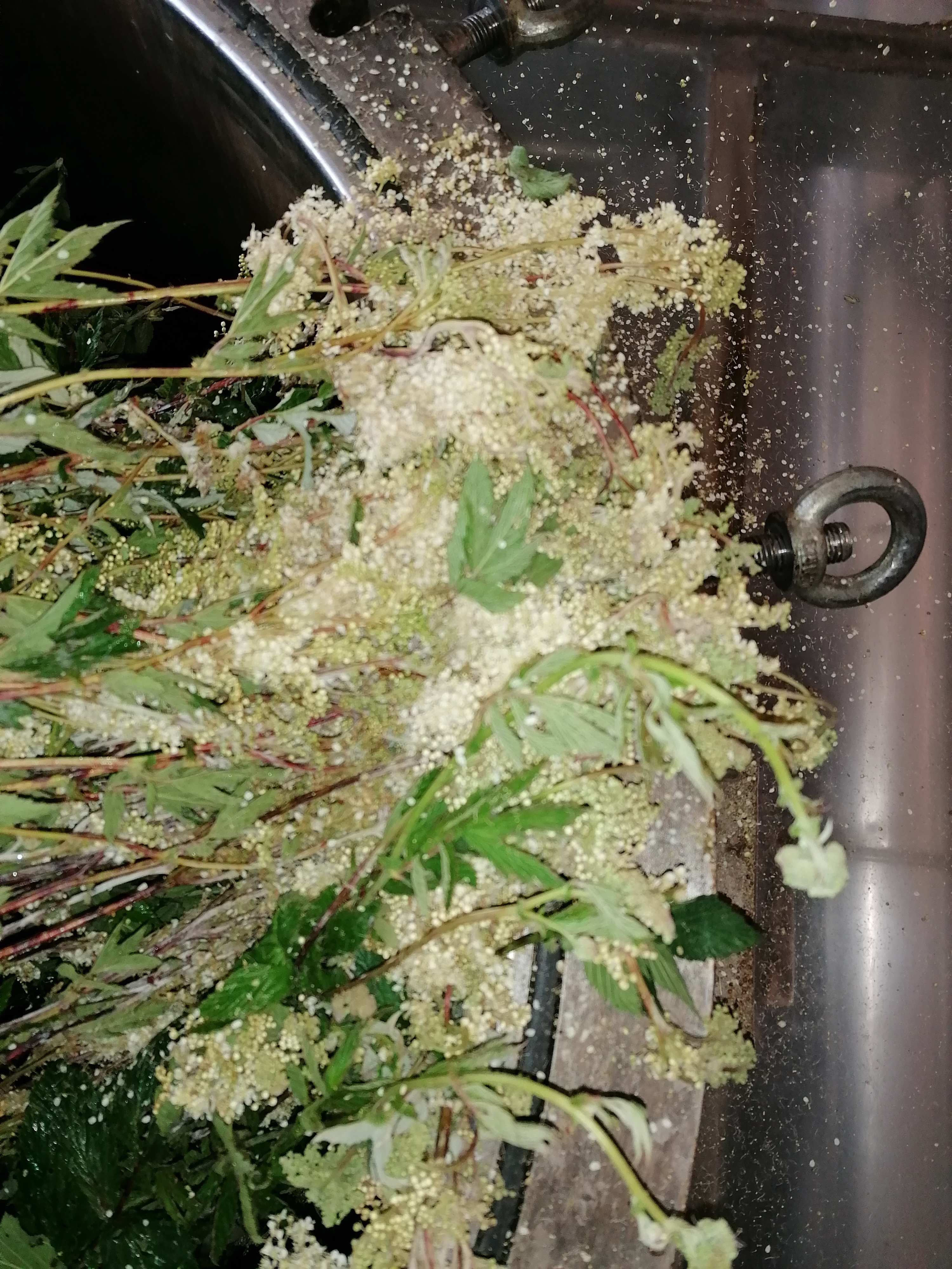 Decouvrez la distillation Idrolato di olmaria 100% biologico e artigianale