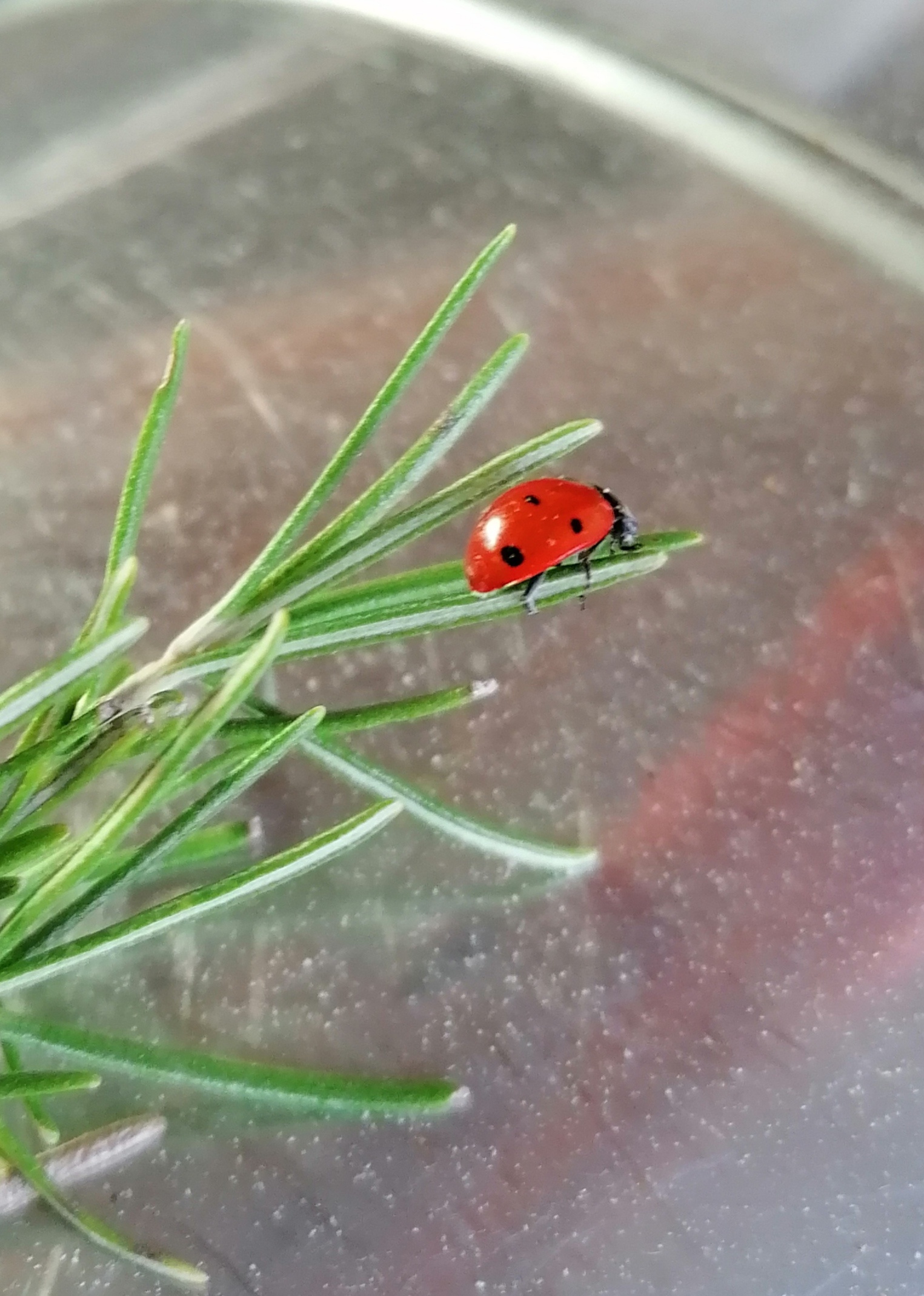 Decouvrez la distillation Rosemary Officinal Essential Oil 100% Organic and Handcrafted