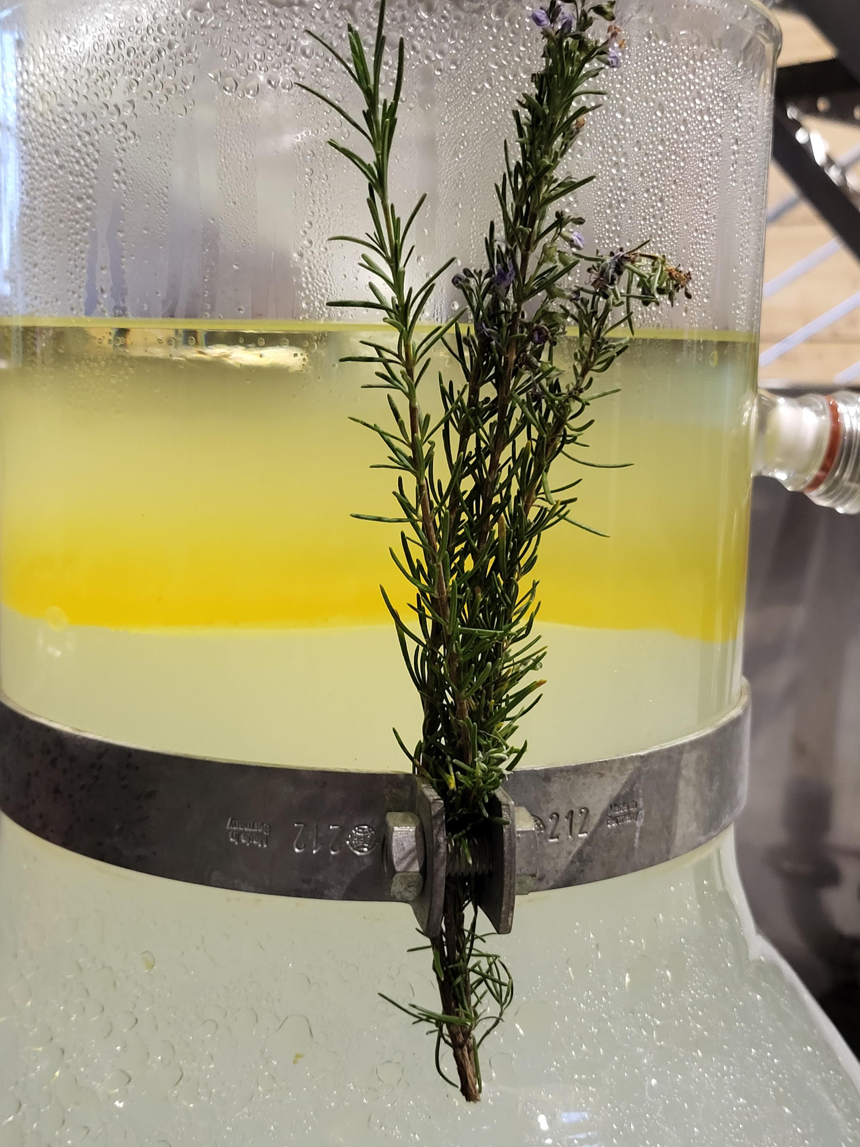 Decouvrez la distillation Rosemary verbenone Essential Oil 100% Organic and Handcrafted