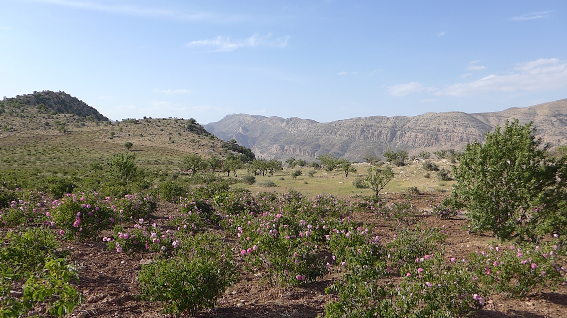 Decouvrez la distillation Hydrolat de Rose de Damas | Eau de Rose 100% Bio et Artisanal