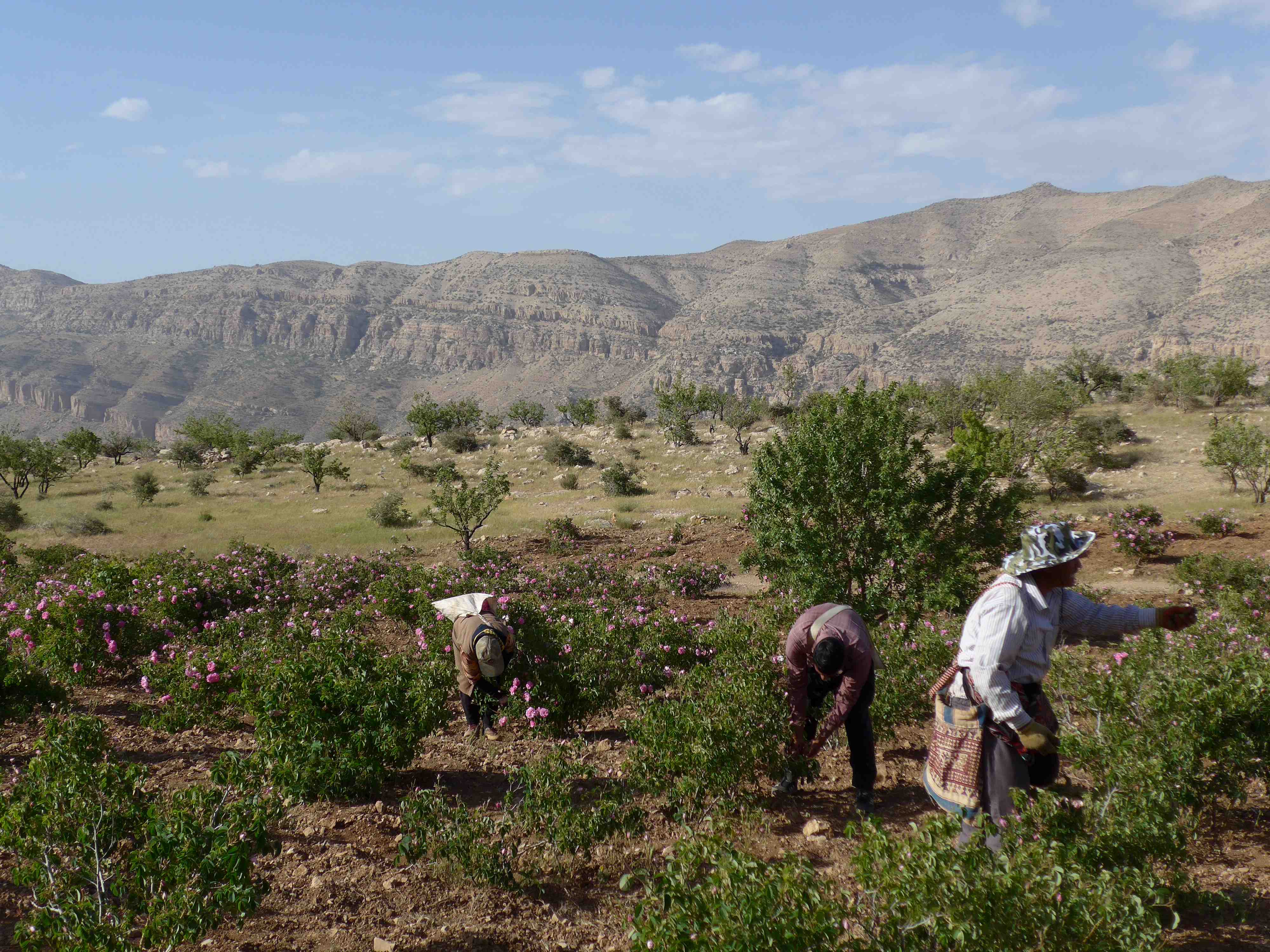 Decouvrez la distillation Hydrolat de Rose de Damas | Eau de Rose 100% Bio et Artisanal