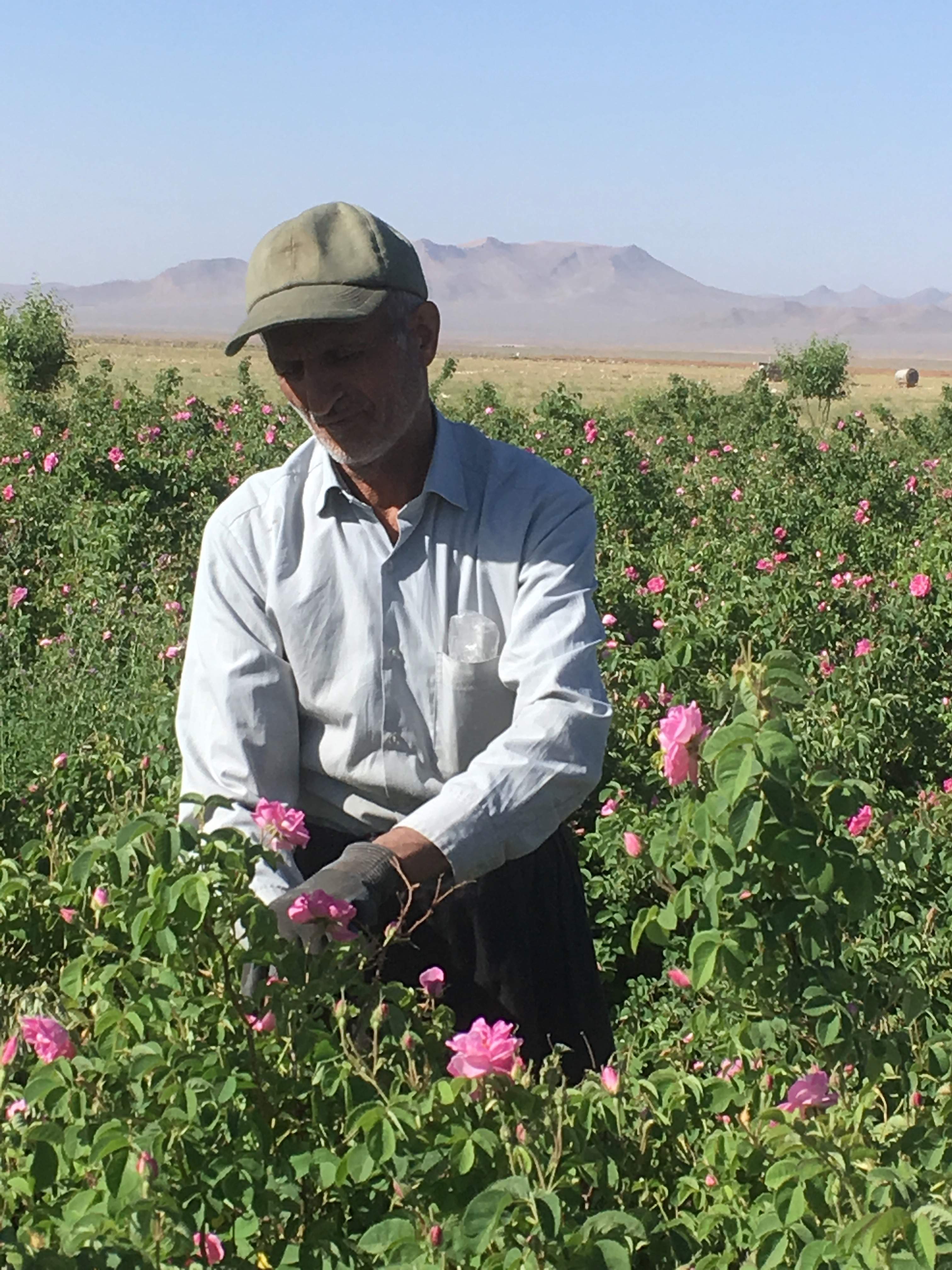 Decouvrez la distillation Hydrolat de Rose de Damas | Eau de Rose 100% Bio et Artisanal