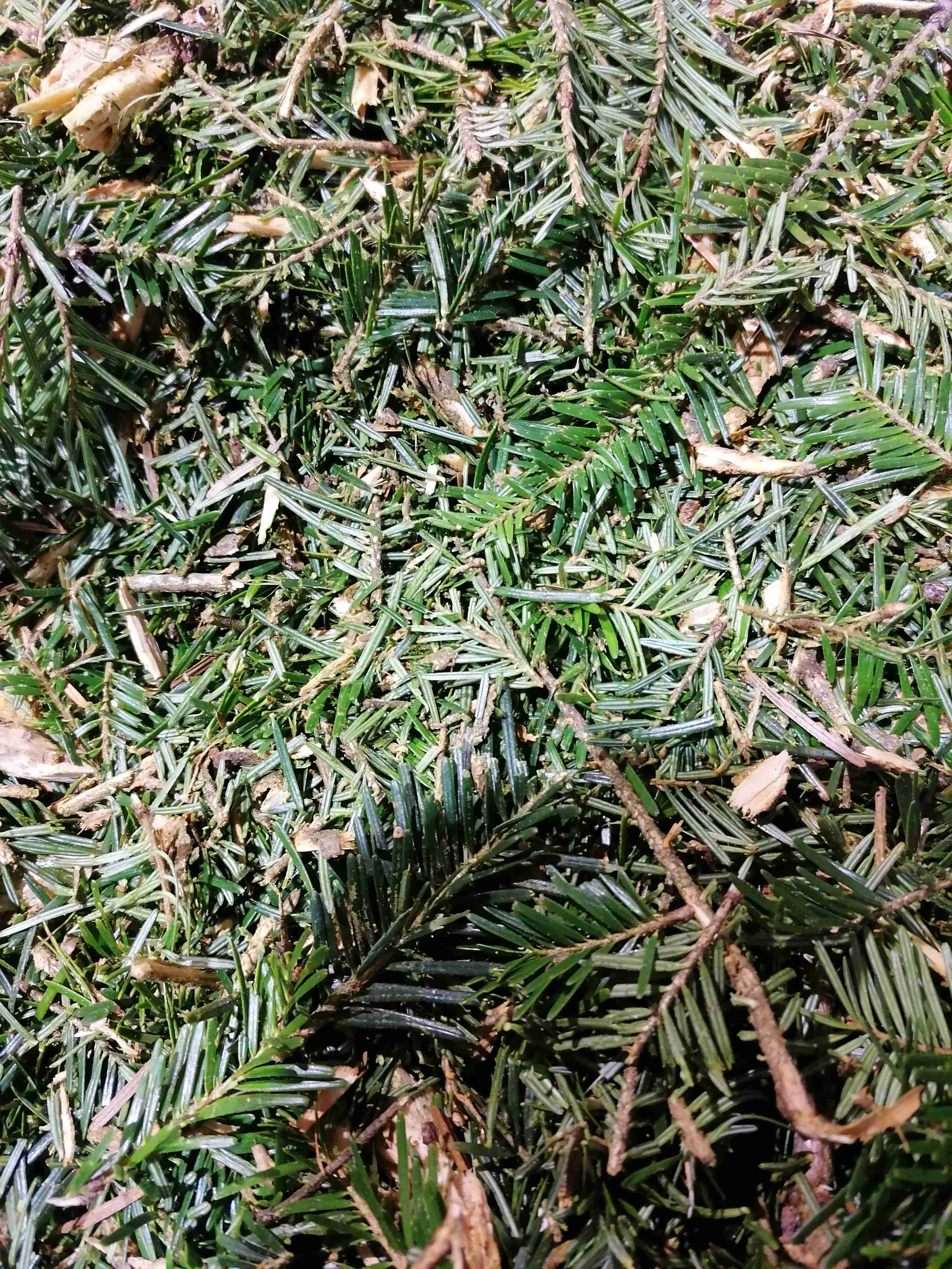 Decouvrez la distillation Pectin Fir Essential Oil 100% Organic and Handcrafted