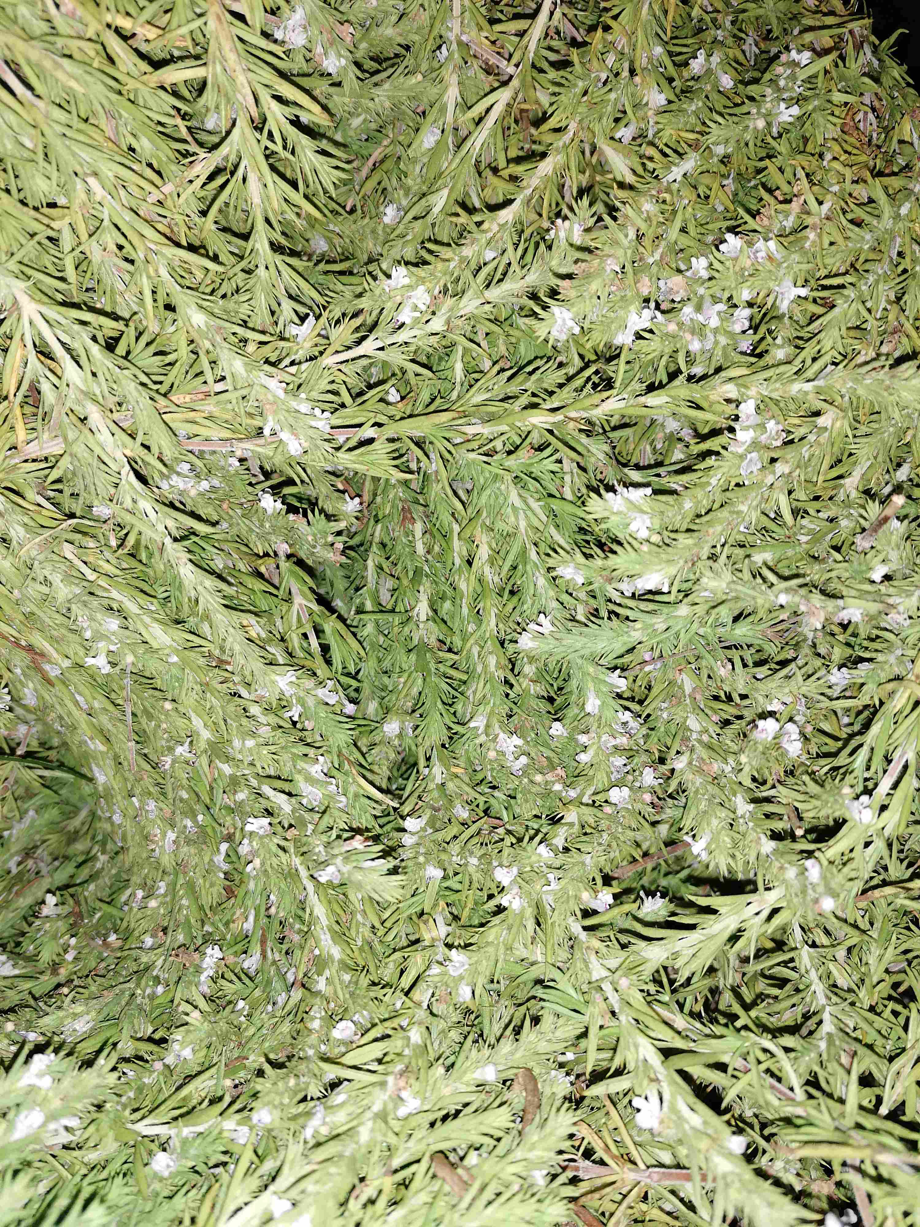 Decouvrez la distillation Mountain Savory Essential Oil 100% Organic and Handcrafted