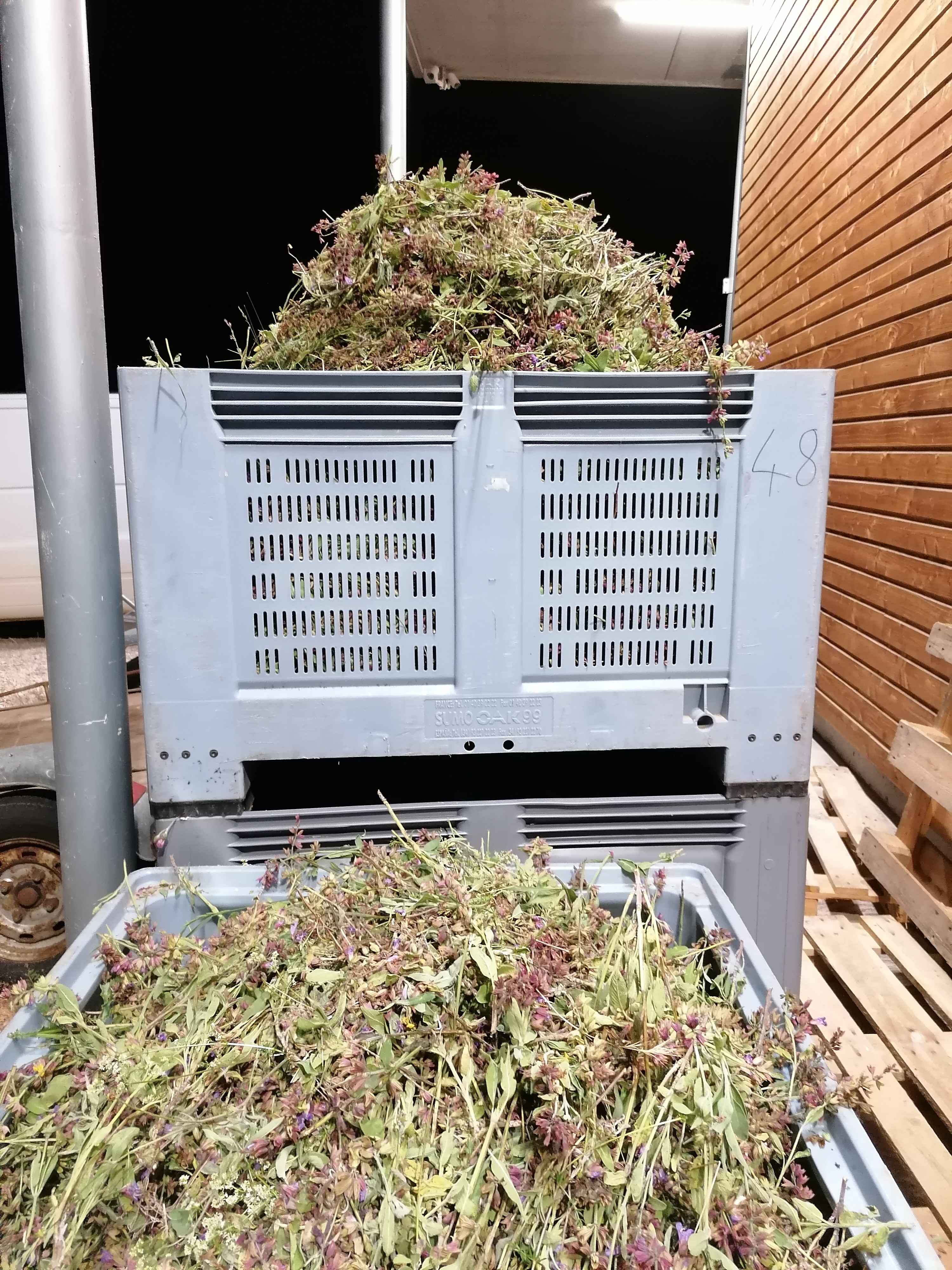 Decouvrez la distillation 100% organic, handcrafted sage hydrolate