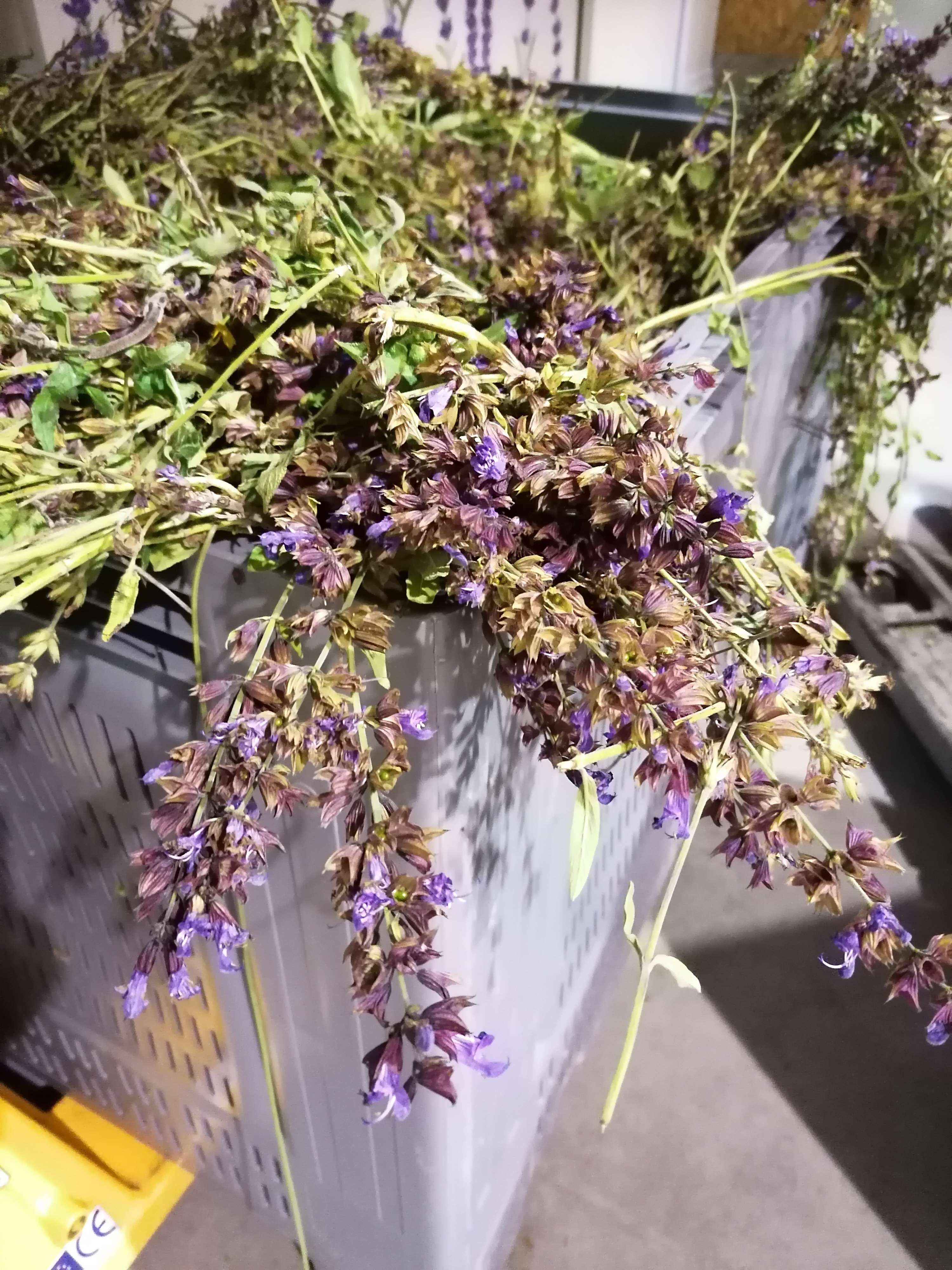 Decouvrez la distillation 100% organic, handcrafted sage hydrolate