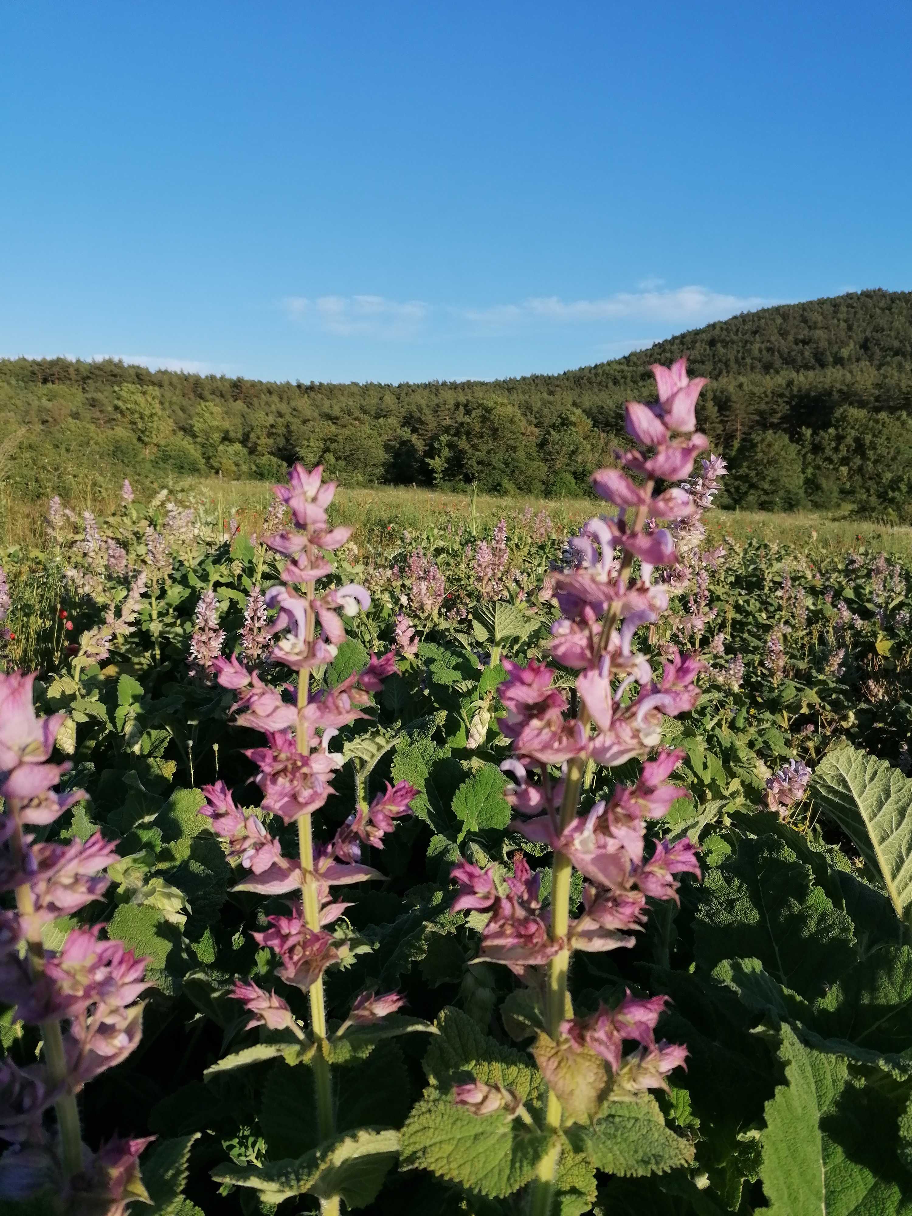 Decouvrez la distillation Idrolato di salvia sclarea 100% biologico e artigianale
