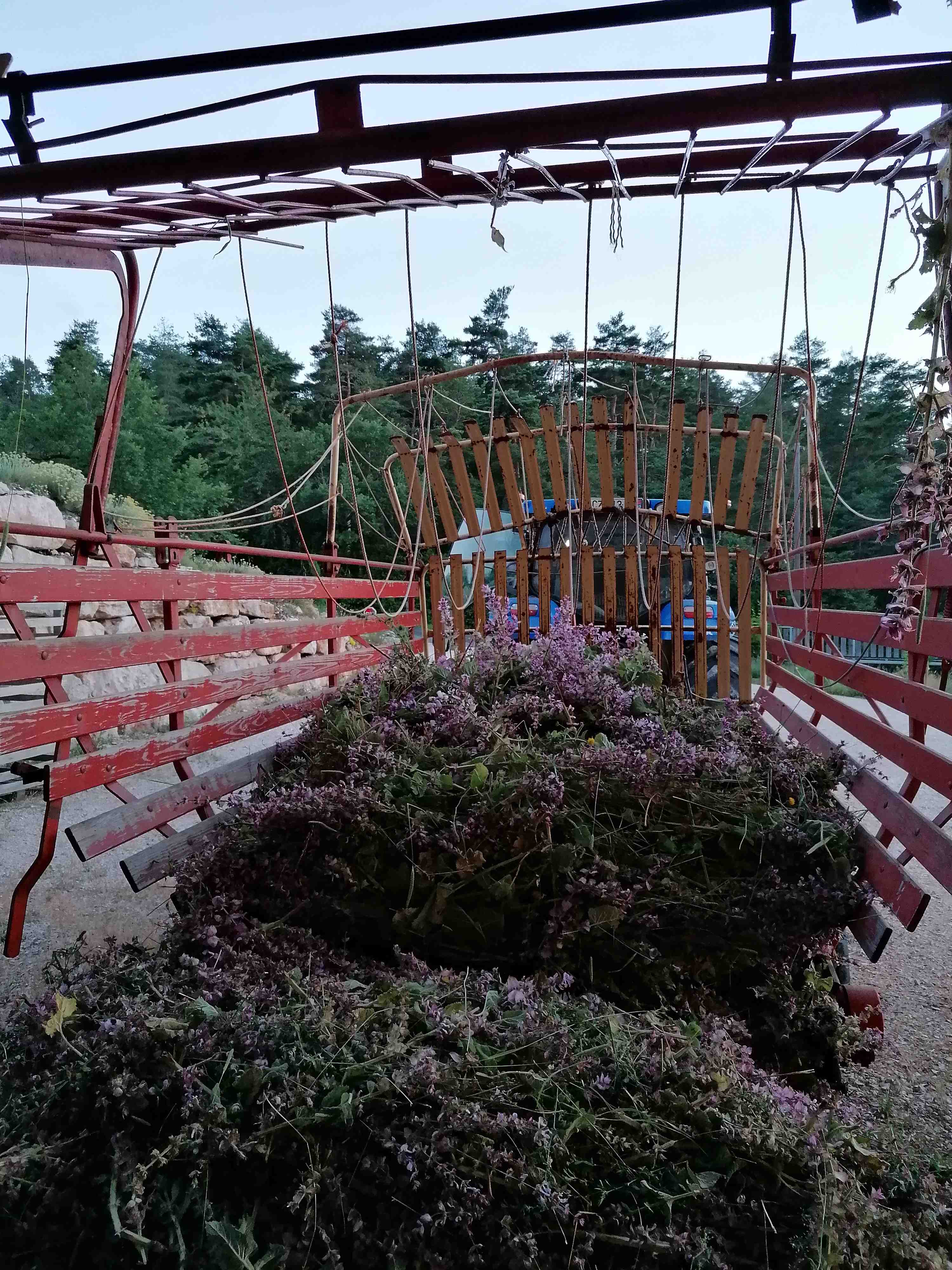 Decouvrez la distillation Idrolato di salvia sclarea 100% biologico e artigianale