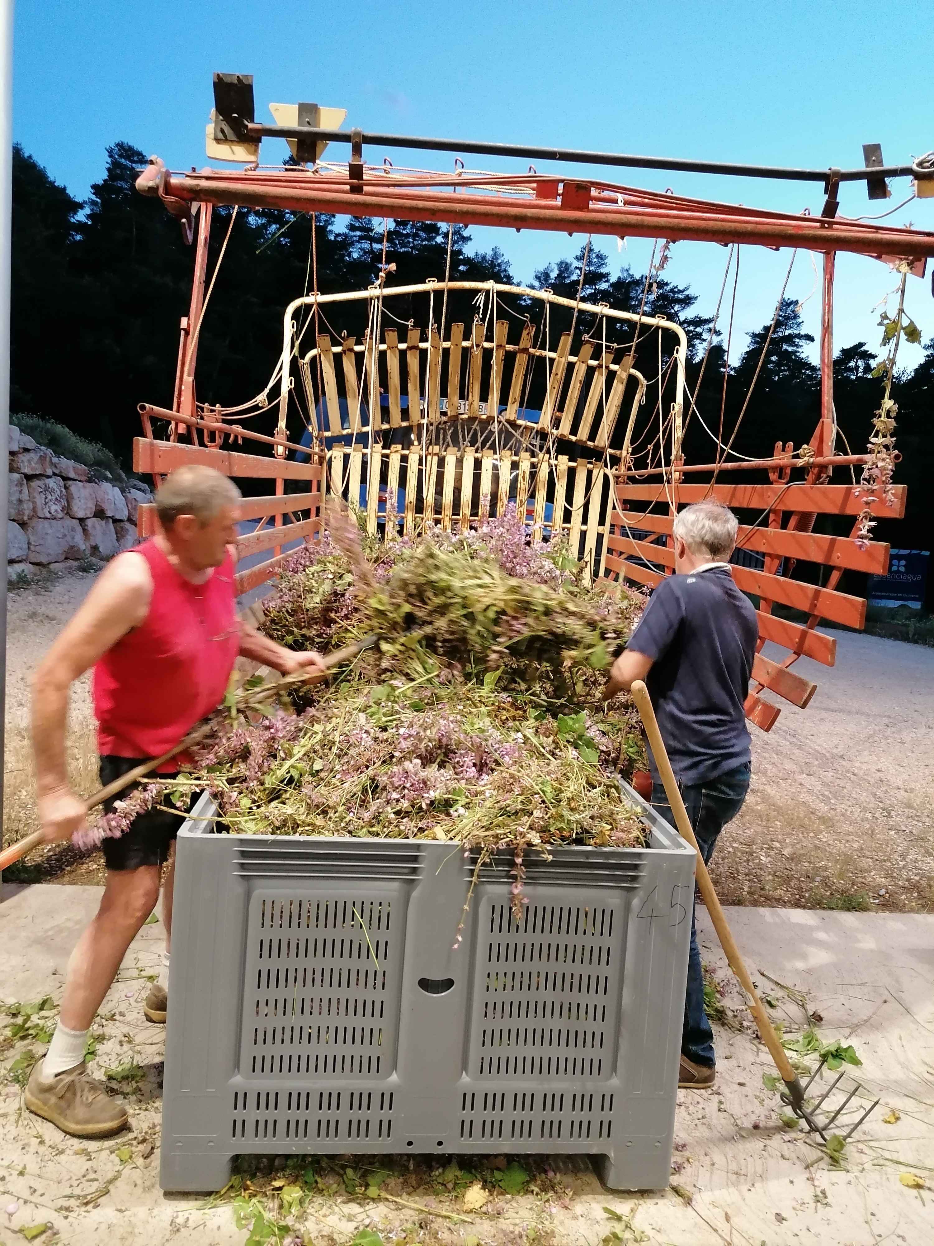 Decouvrez la distillation Idrolato di salvia sclarea 100% biologico e artigianale