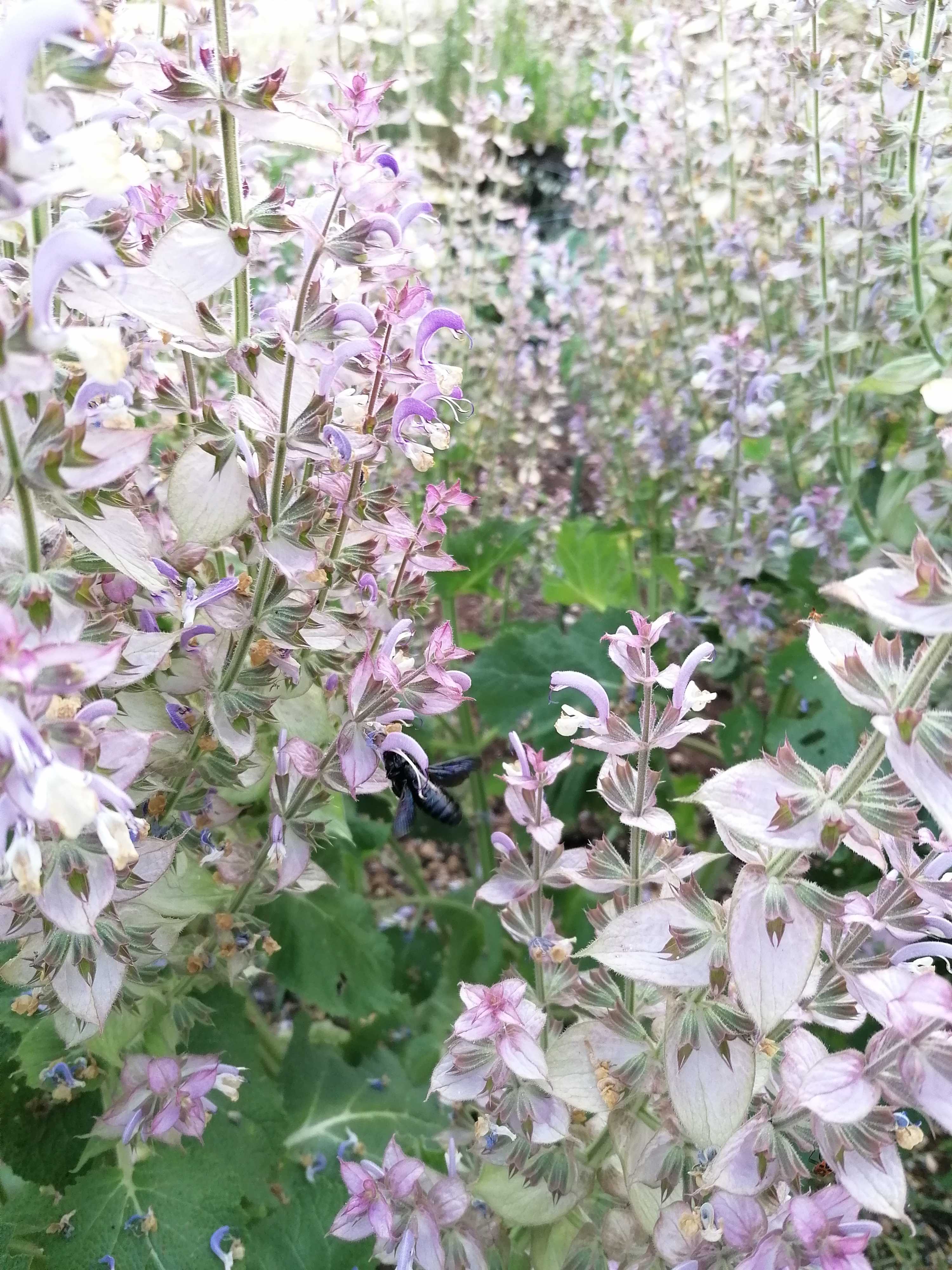 Decouvrez la distillation Idrolato di salvia sclarea 100% biologico e artigianale