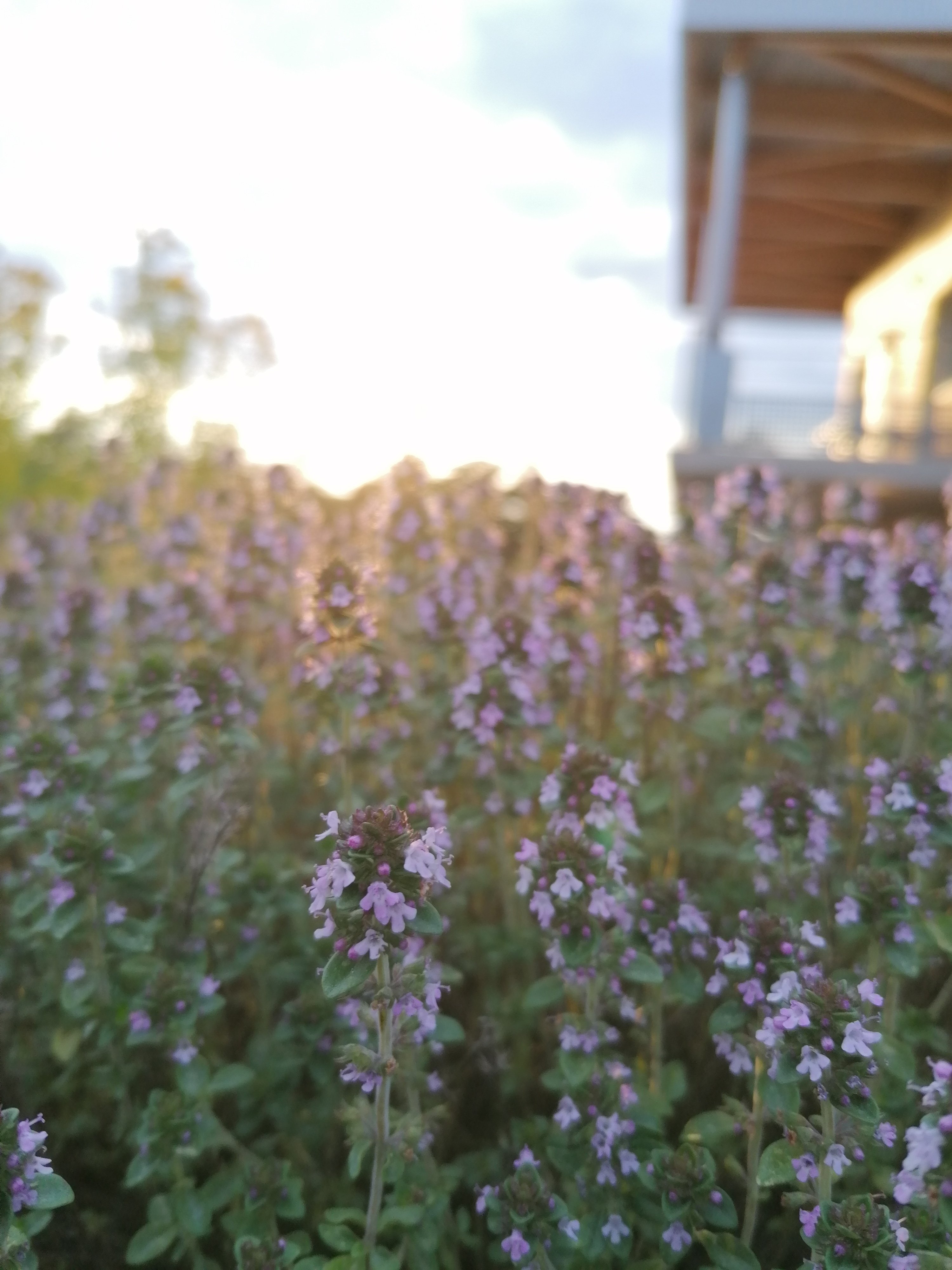 Decouvrez la distillation Ätherisches Öl aus Thymian Linalol 100% Bio und handwerklich hergestellt