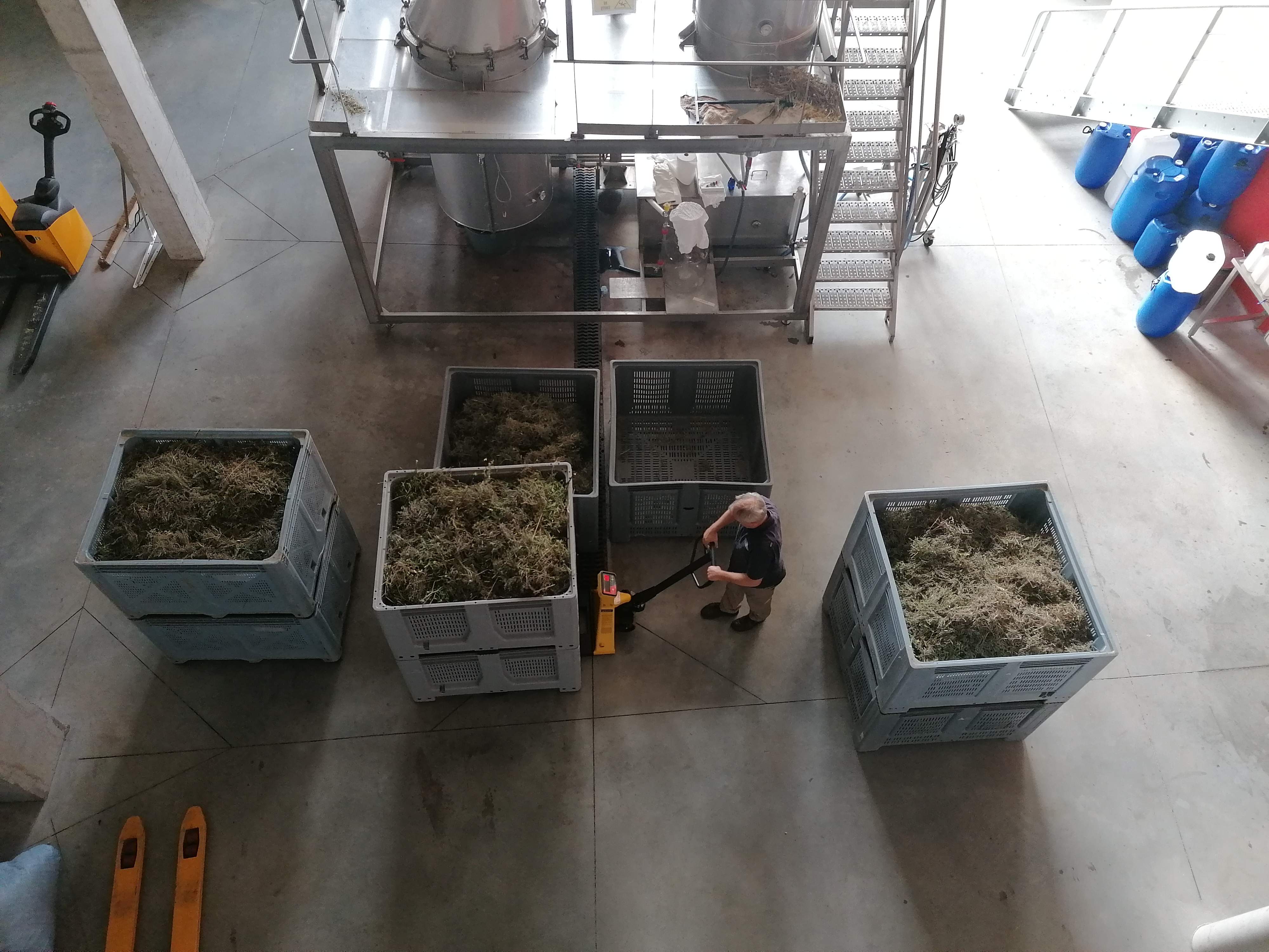 Decouvrez la distillation Ätherisches Öl aus Thymian Linalol 100% Bio und handwerklich hergestellt