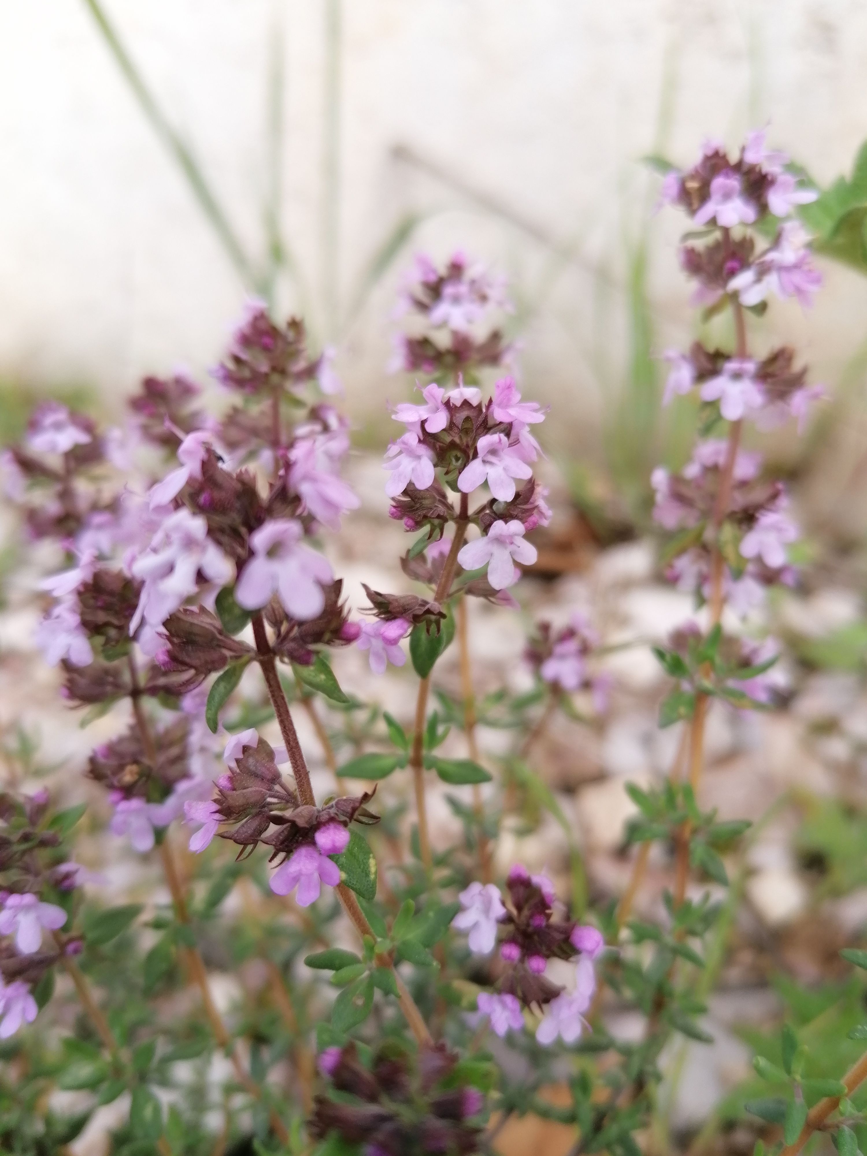 Decouvrez la distillation Aceite esencial de tomillo thujanol 100% ecológico y artesanal