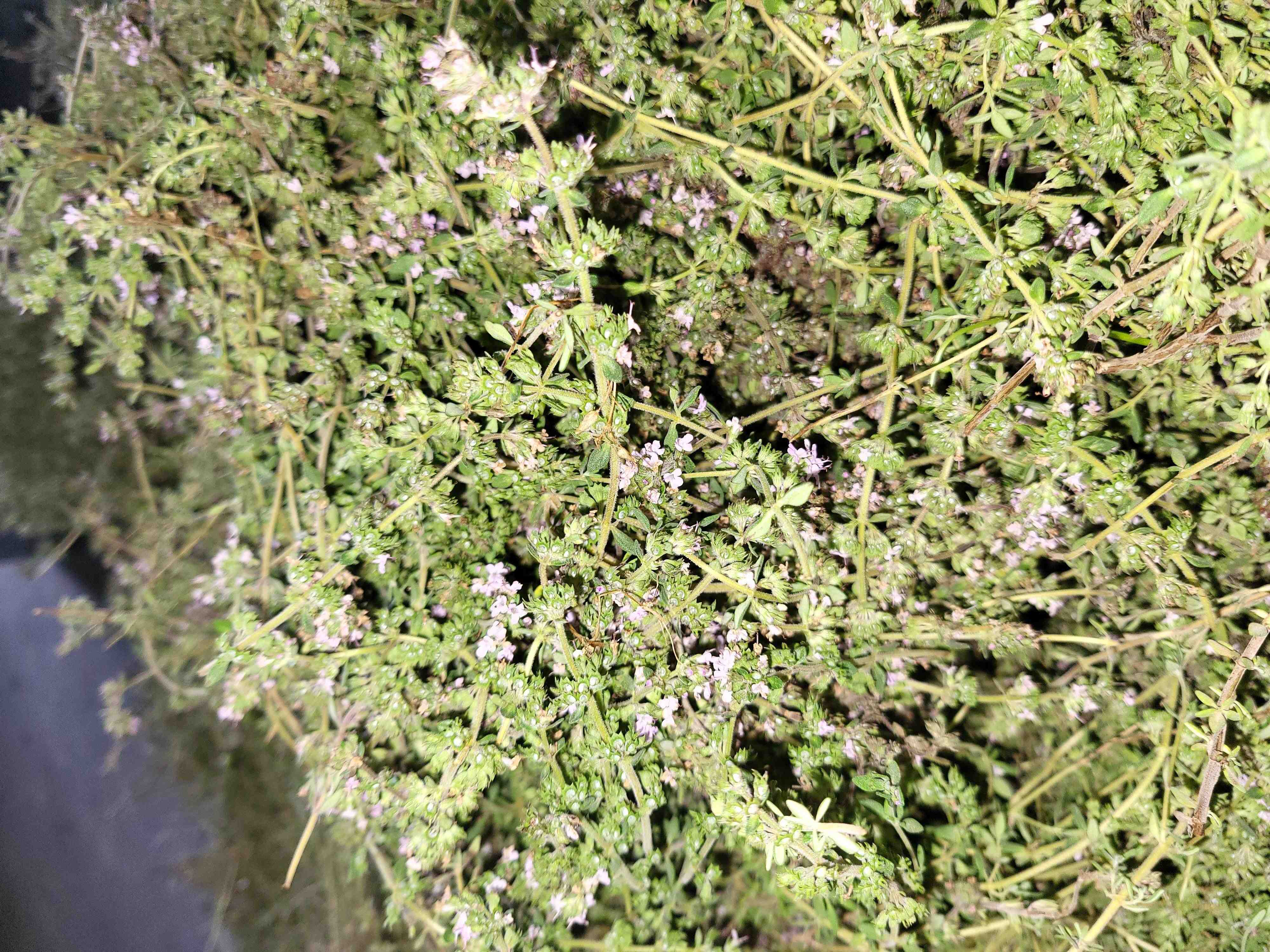 Decouvrez la distillation Aceite esencial de tomillo thujanol 100% ecológico y artesanal