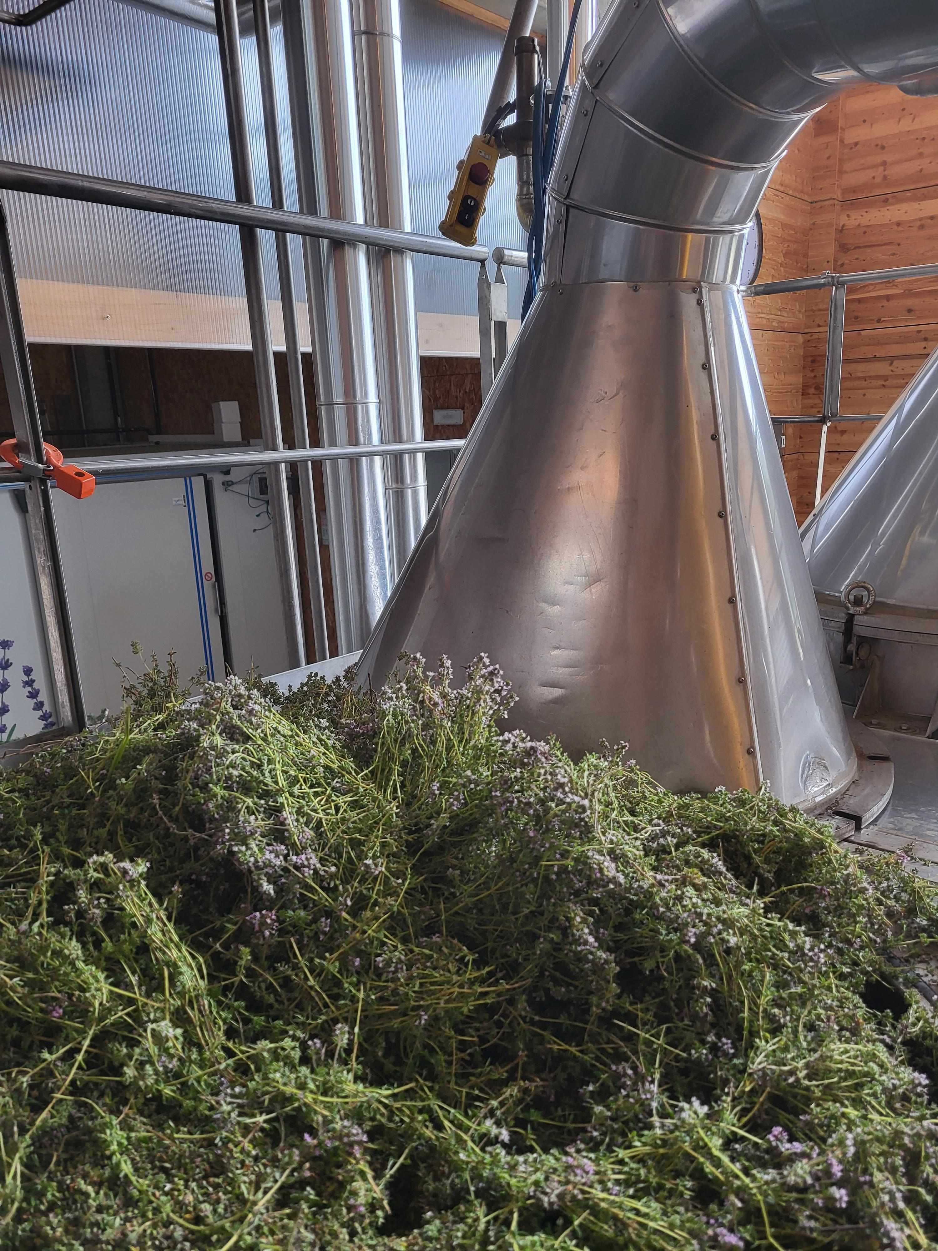 Decouvrez la distillation Aceite esencial de tomillo thujanol 100% ecológico y artesanal