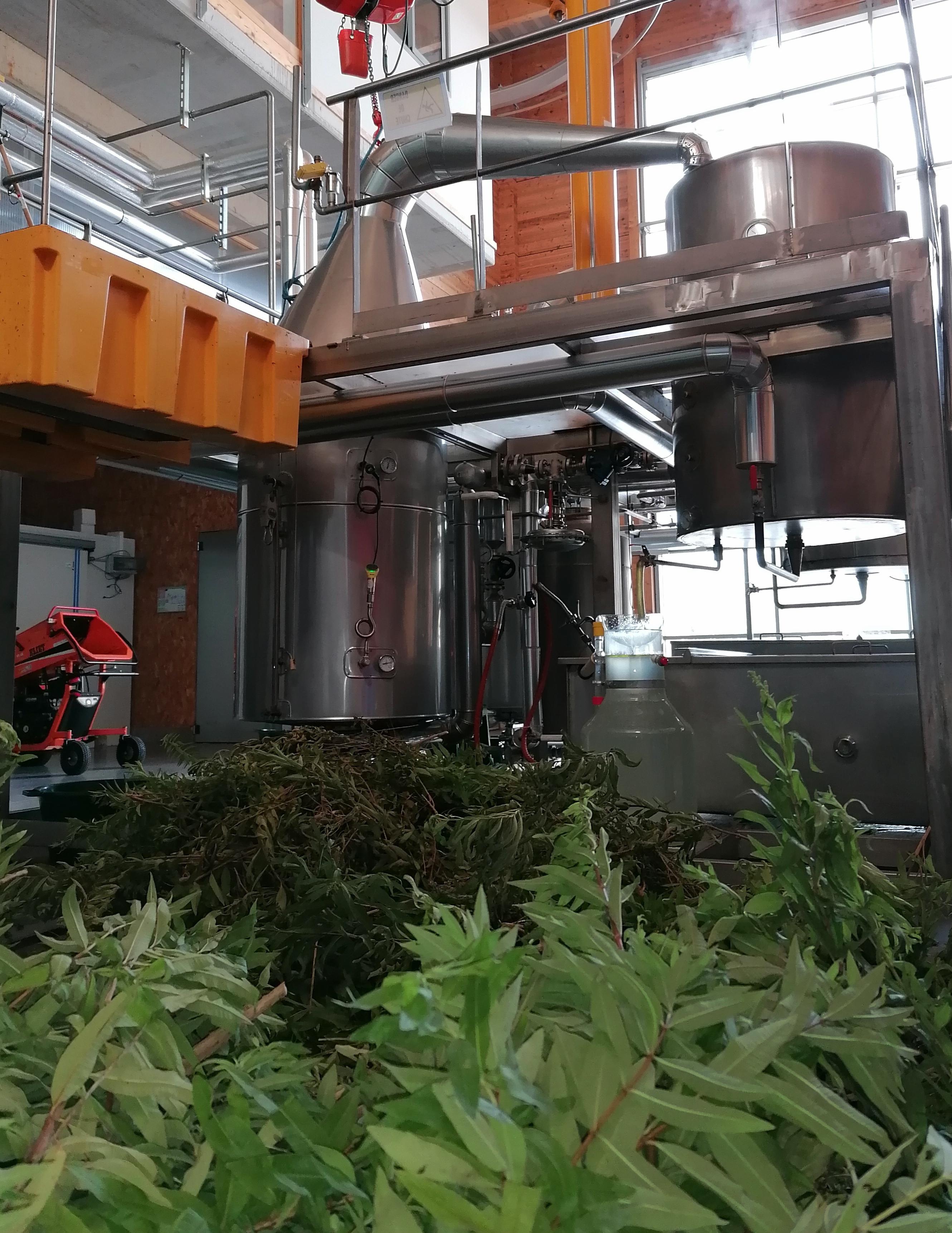 Decouvrez la distillation Huile Essentielle de Verveine citronnée 100% Bio et Artisanal